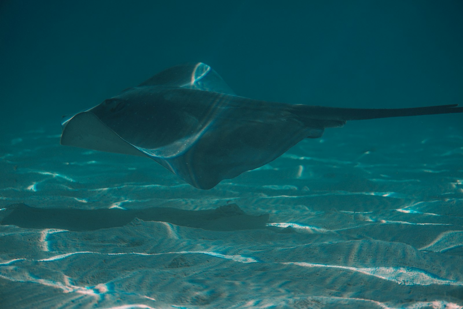 A manta ray gliding over a sandy seabed in the late-afternoon light