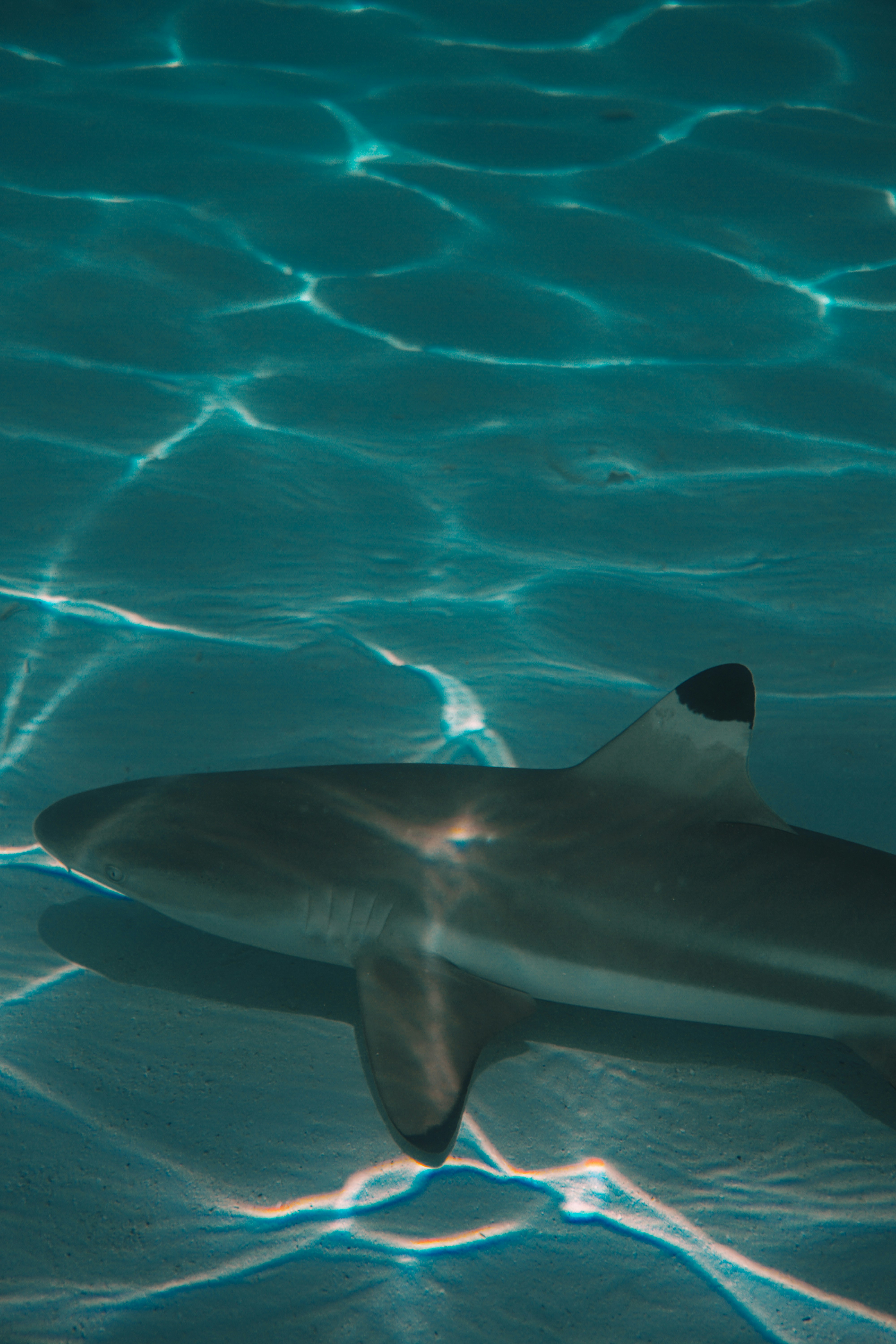 Un requin nage dans une eau bleue claire aux reflets légers.