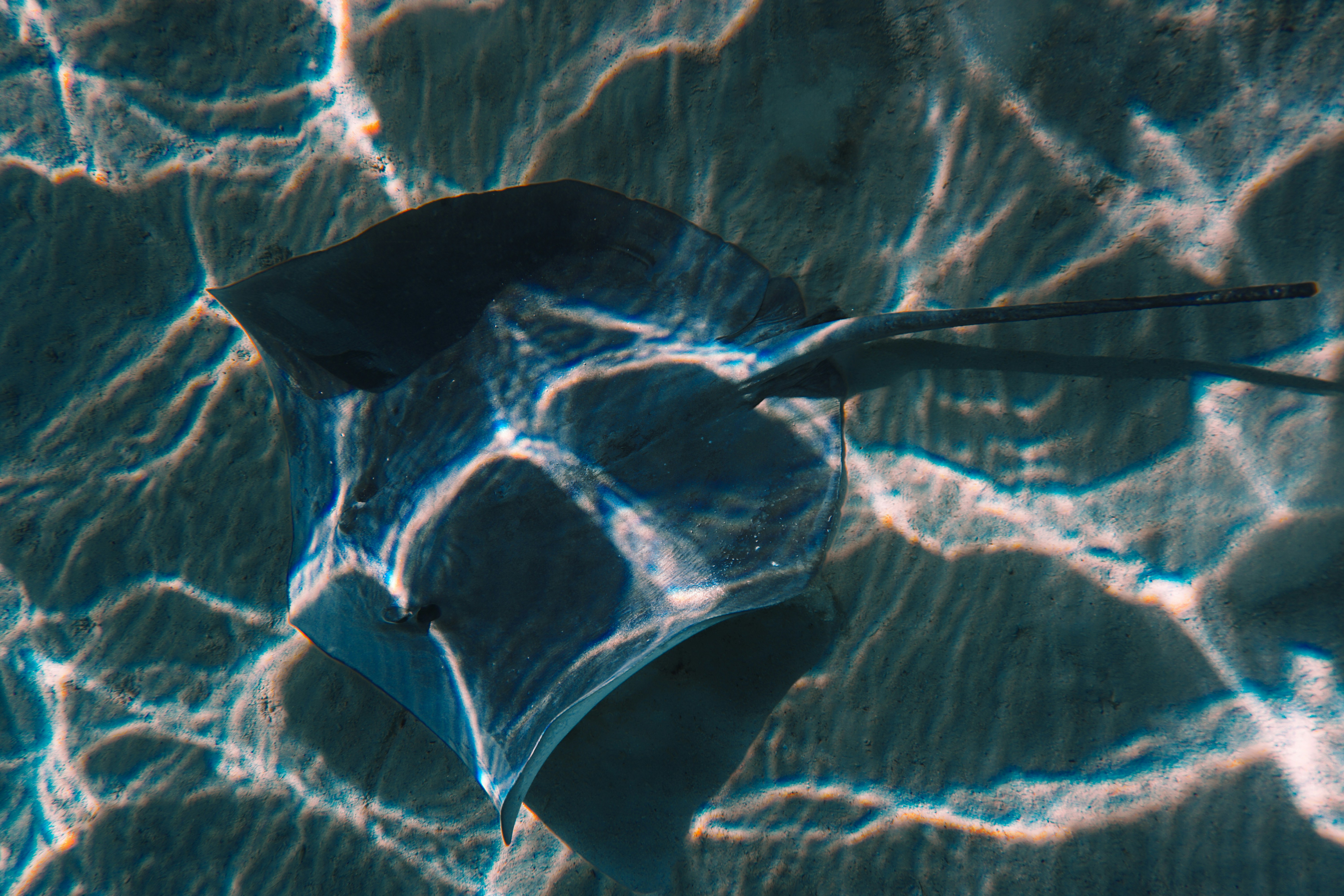 Rays Are Not Your Enemy: What Science Actually Says About These Misunderstood Ocean Giants