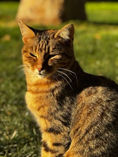 A tabby cat sits in the grass