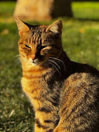 A tabby cat sits in the grass