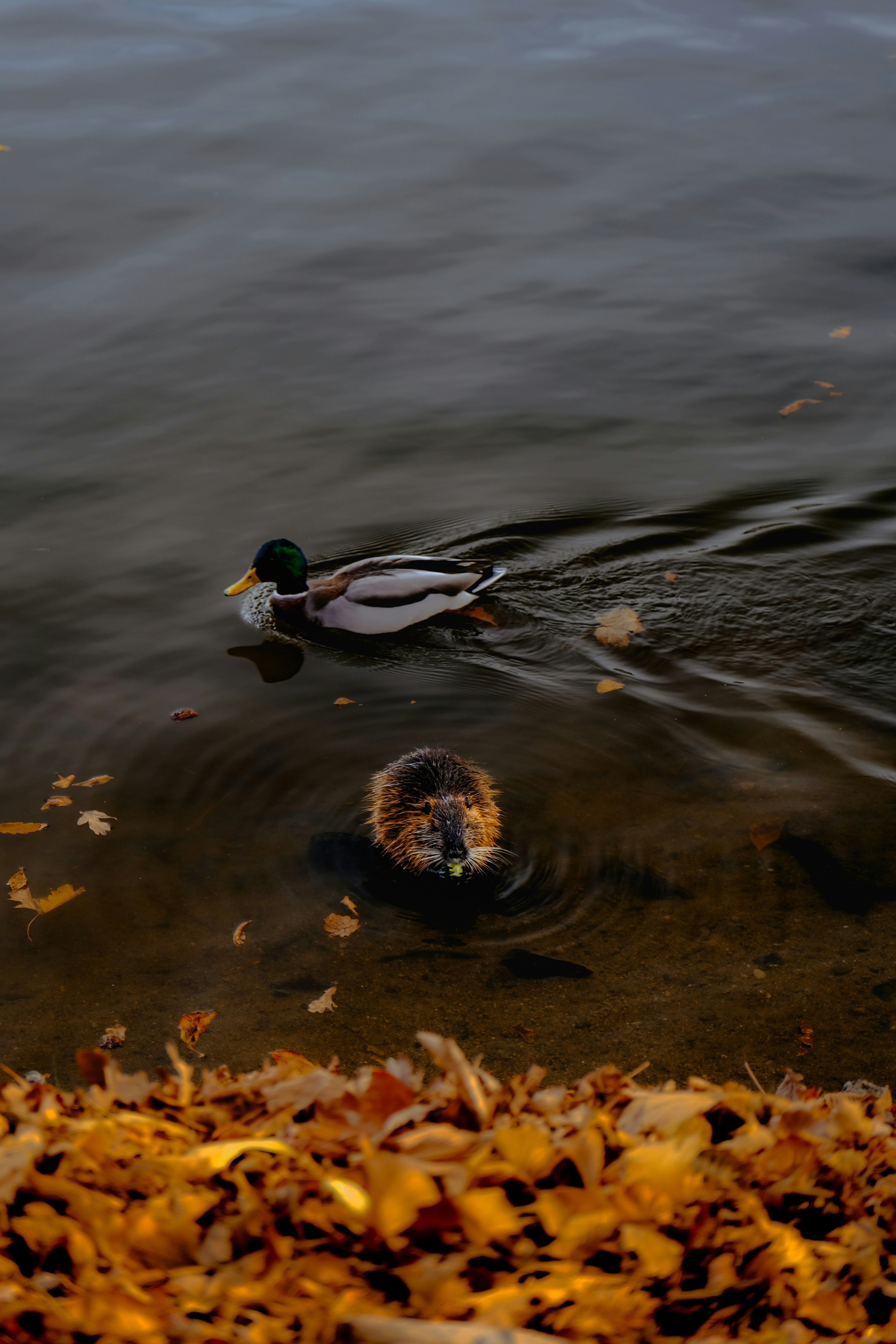 Photo by denisaficau