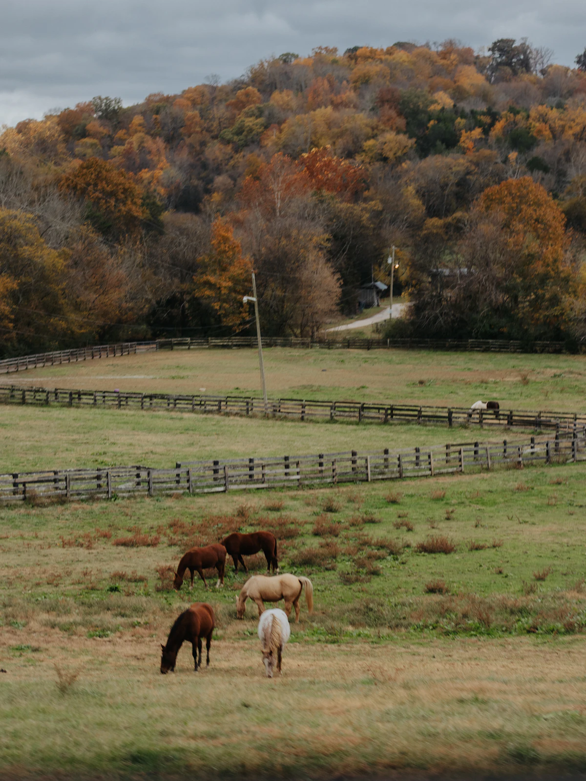 Horses grazing in a fenced Tennessee pasture with autumn trees