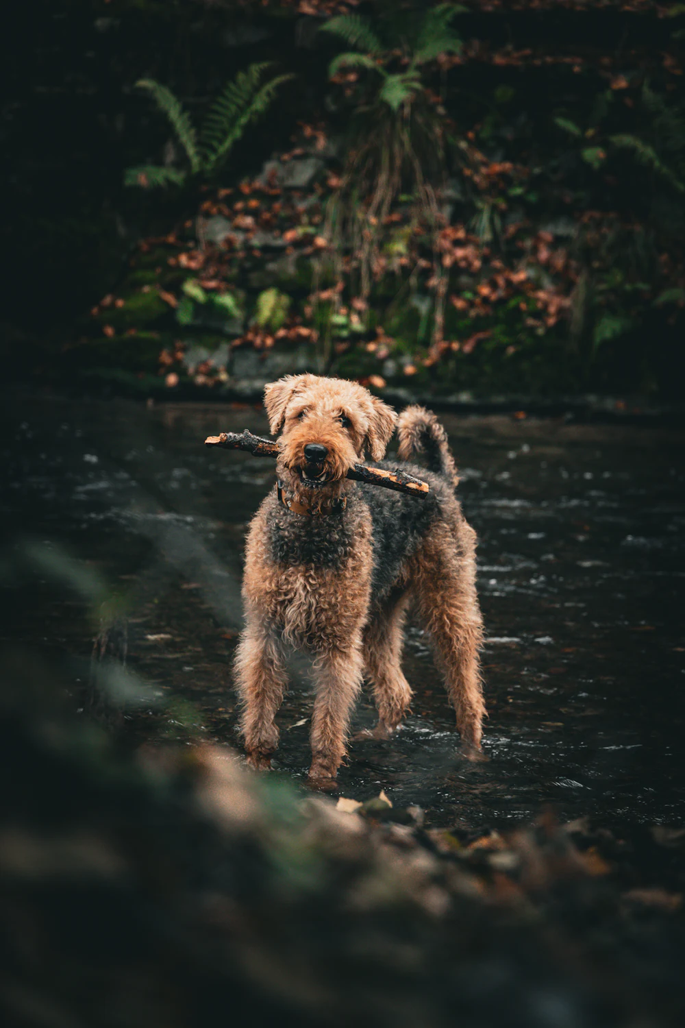 Airedale Terrier, photo 4
