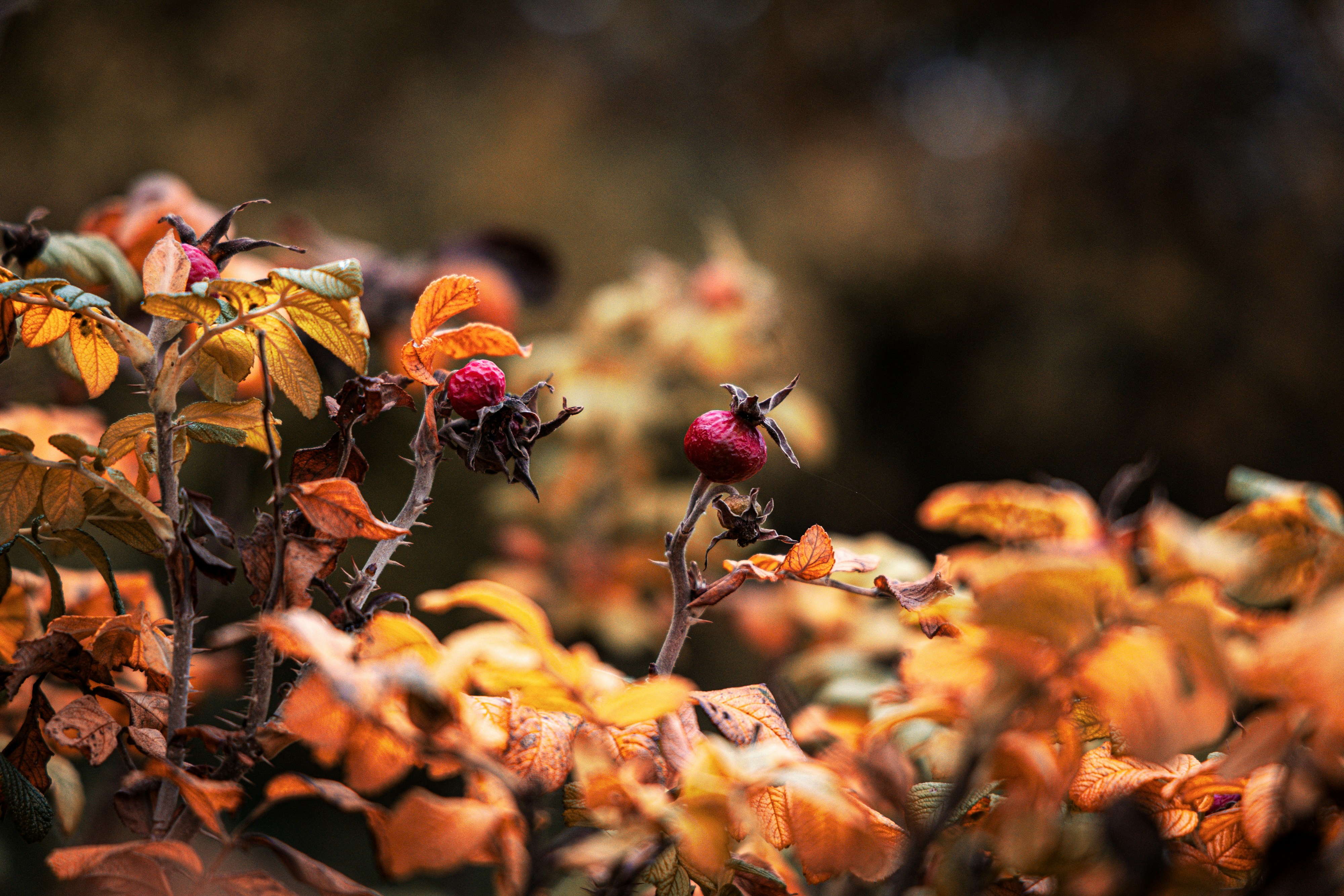 Photo by gnomezgrave