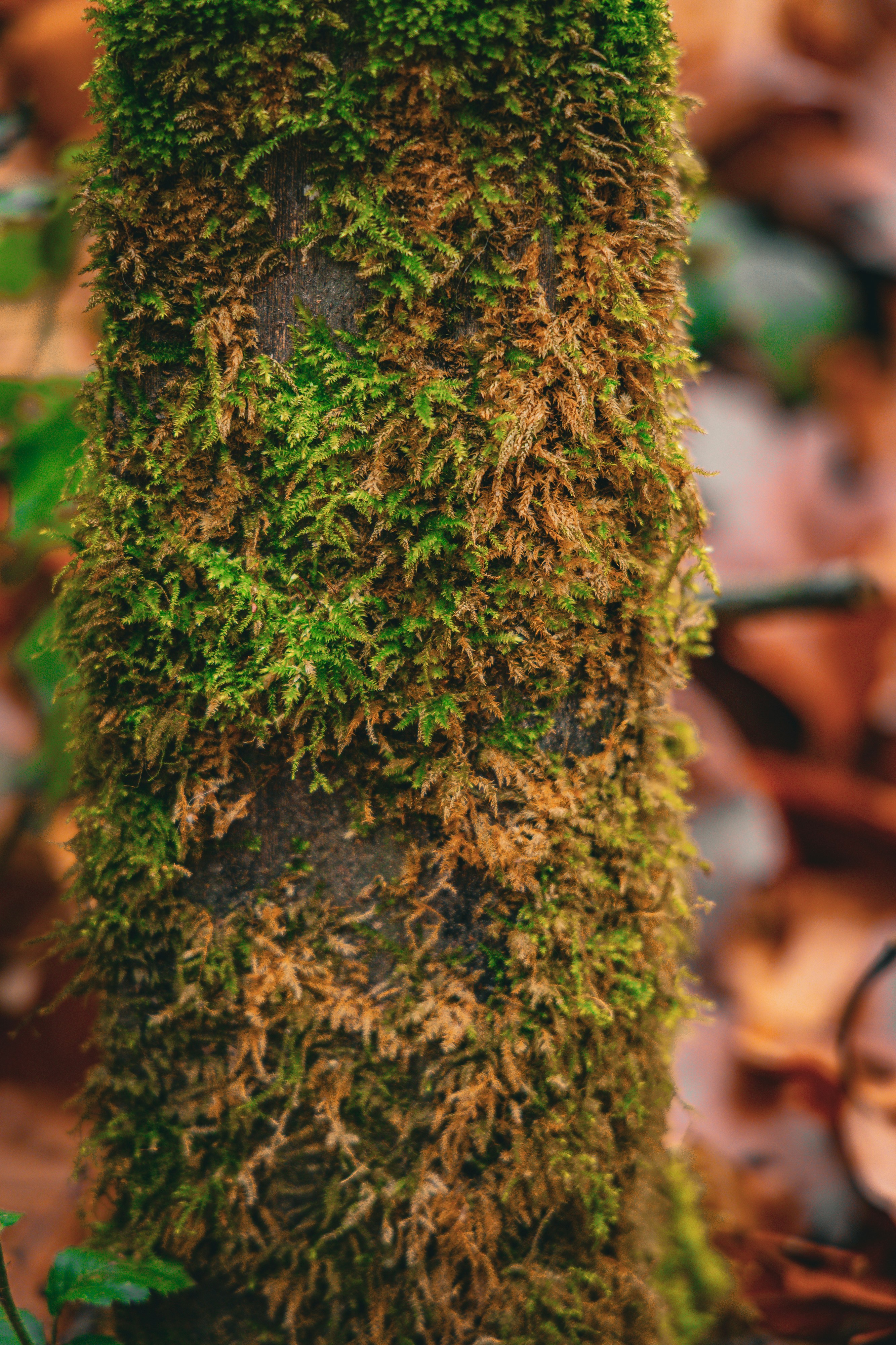 Photo by gnomezgrave