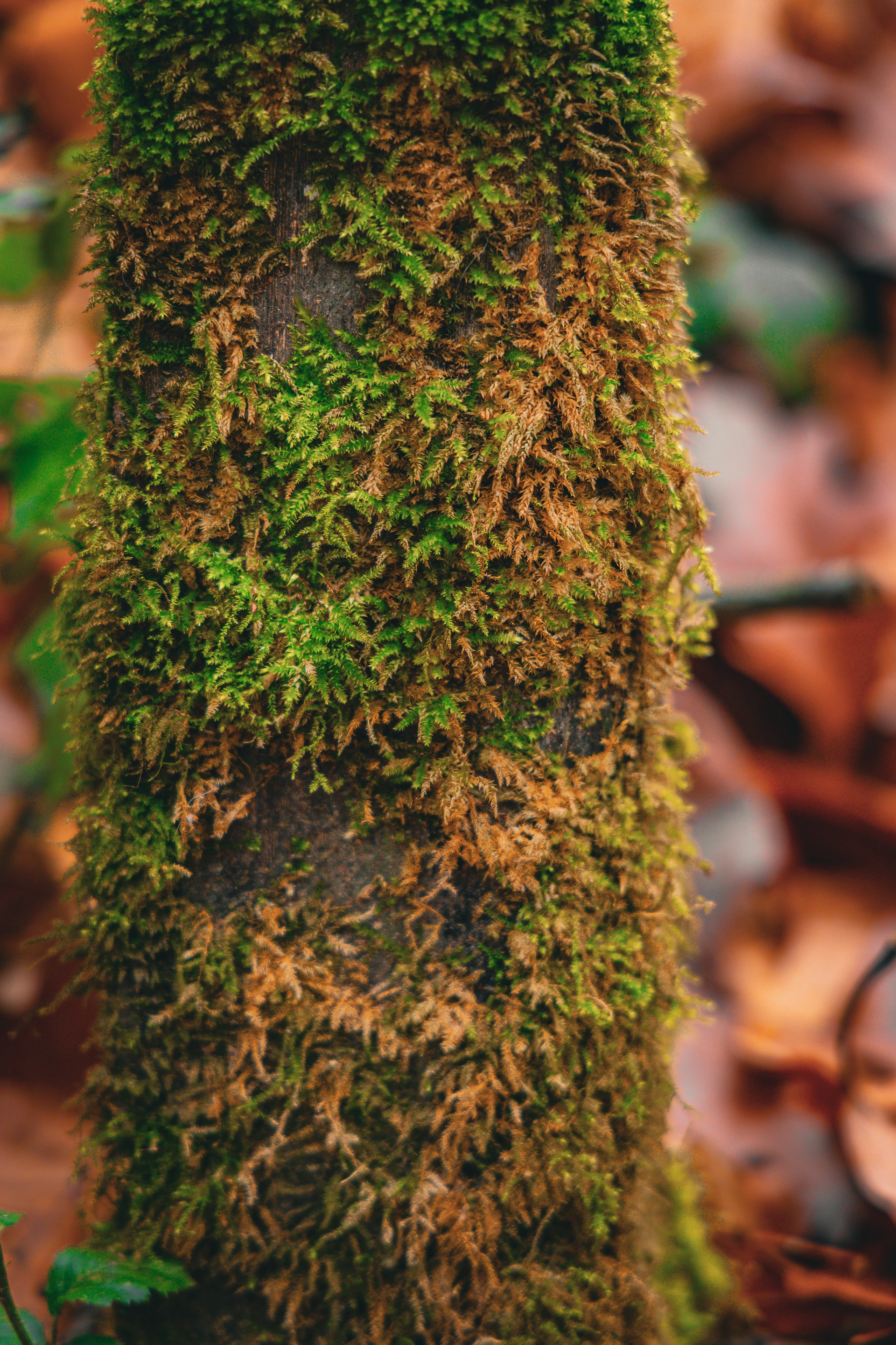 Tree trunk covered in lush green and brown moss.
