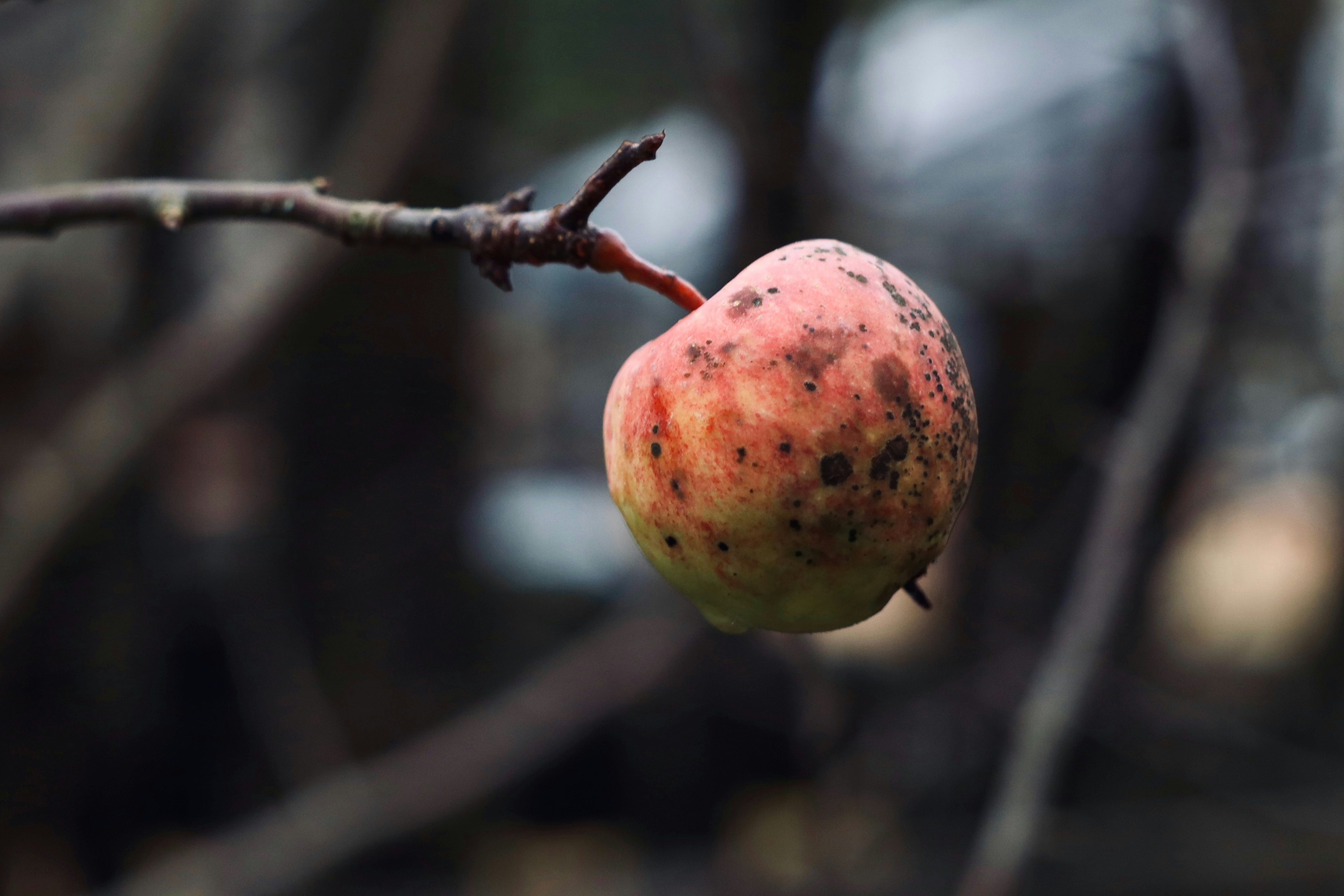 Photo by took_a_snap