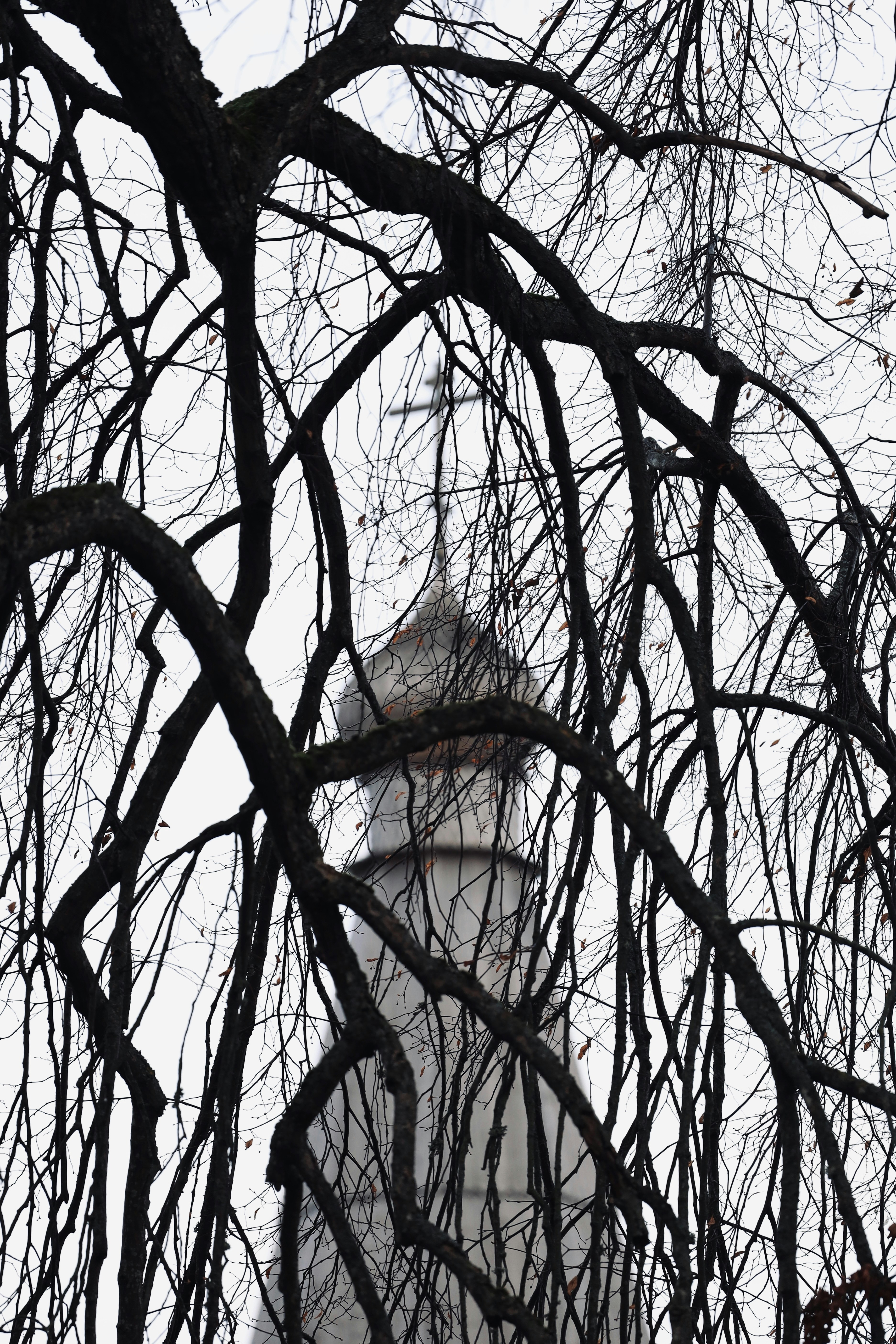 Kahle Äste rahmen einen fernen Kirchturm ein.