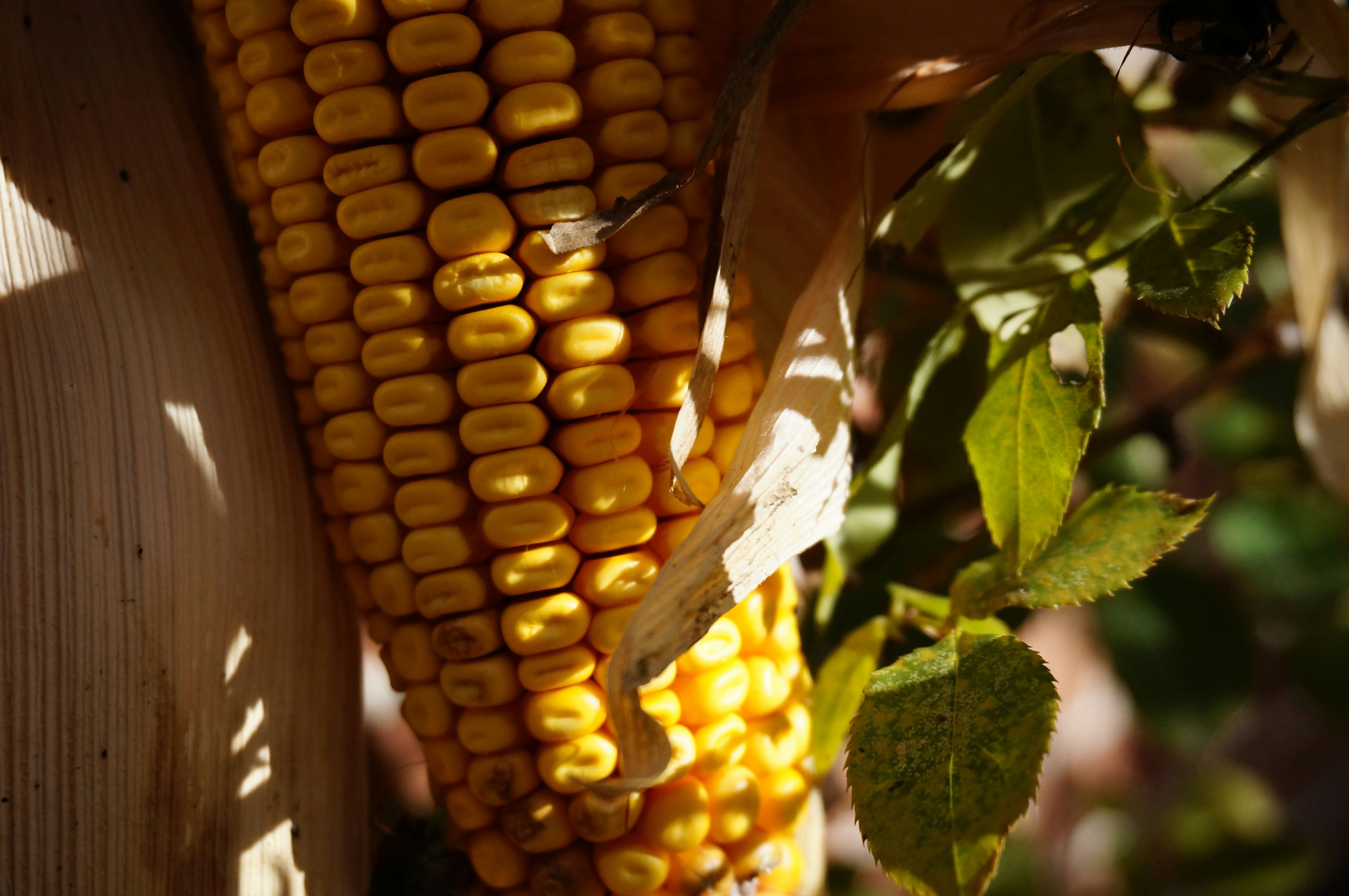 Photo by sugargirl333