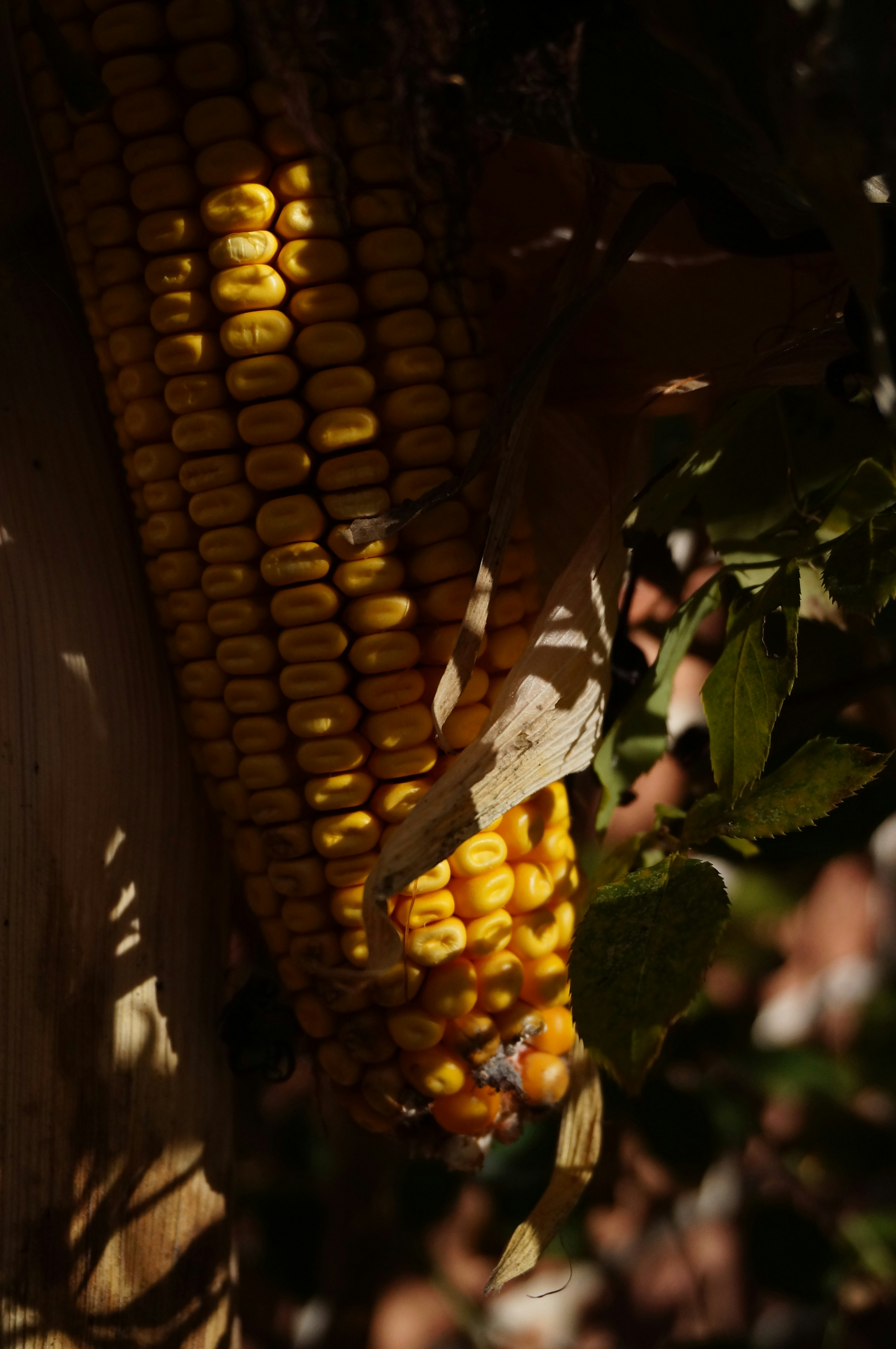 Photo by sugargirl333