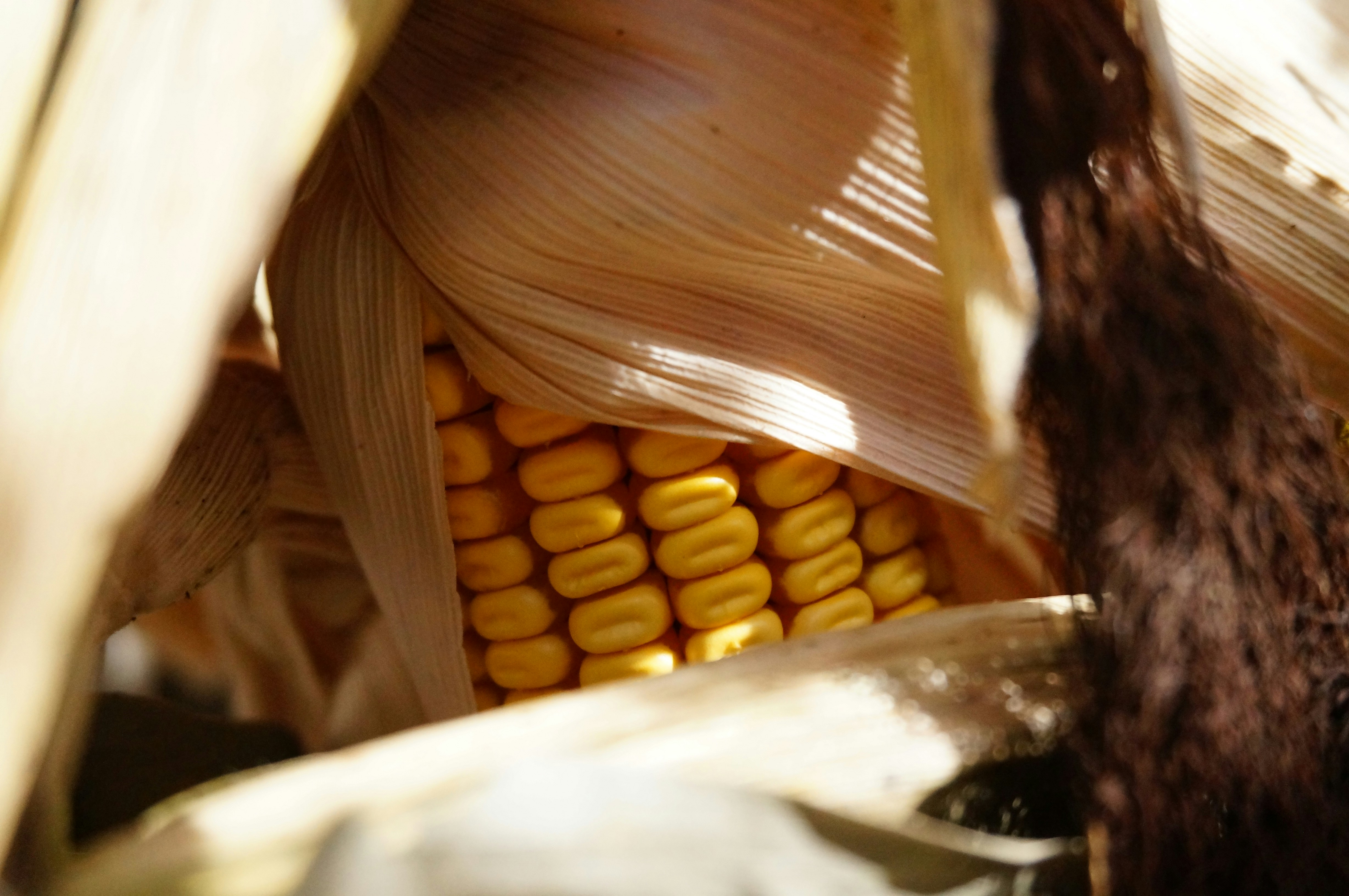 Photo by sugargirl333