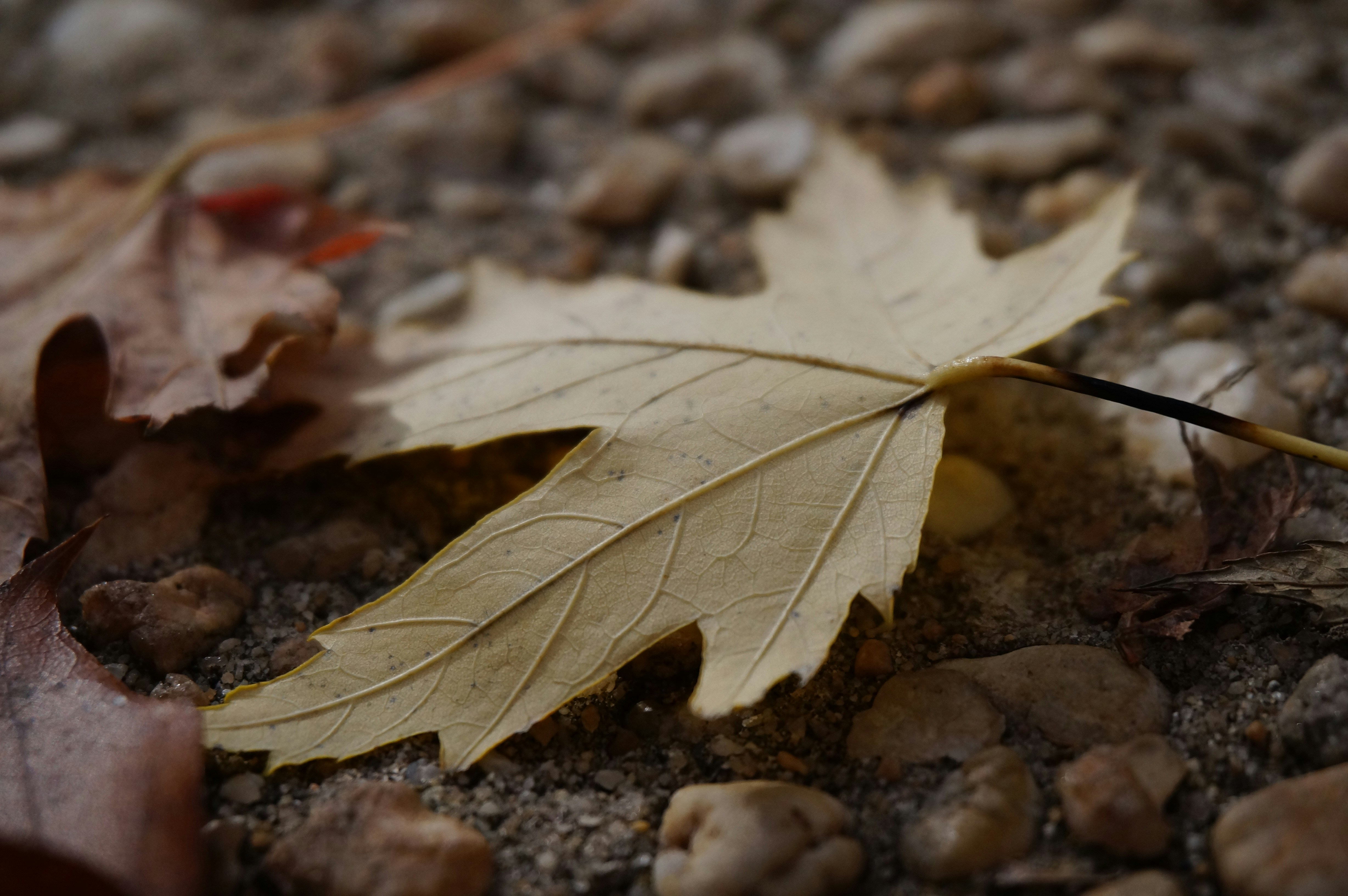 Photo by sugargirl333