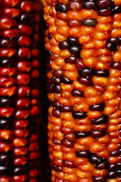 Close-up of colorful indian corn kernels.