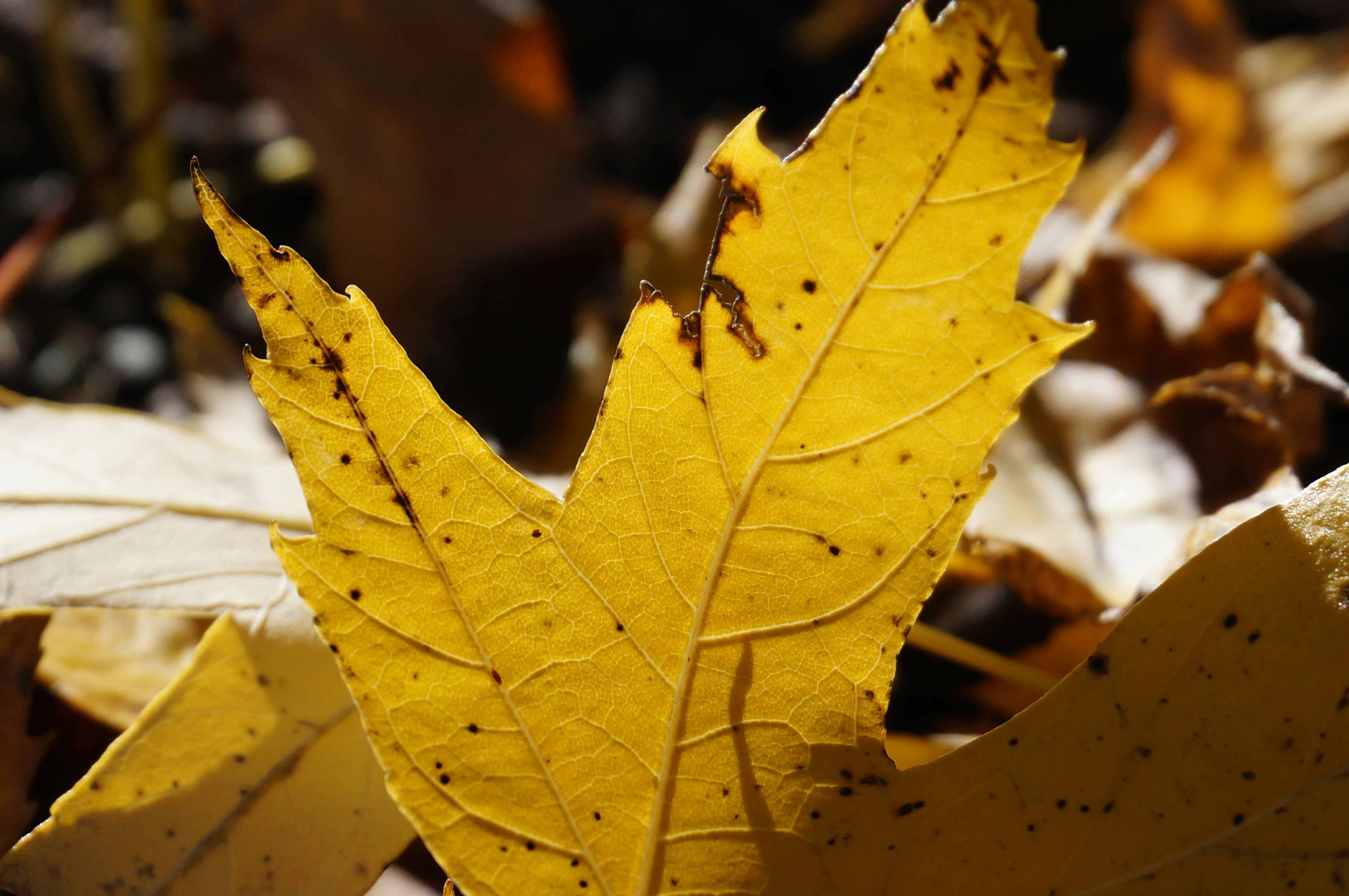 Photo by sugargirl333