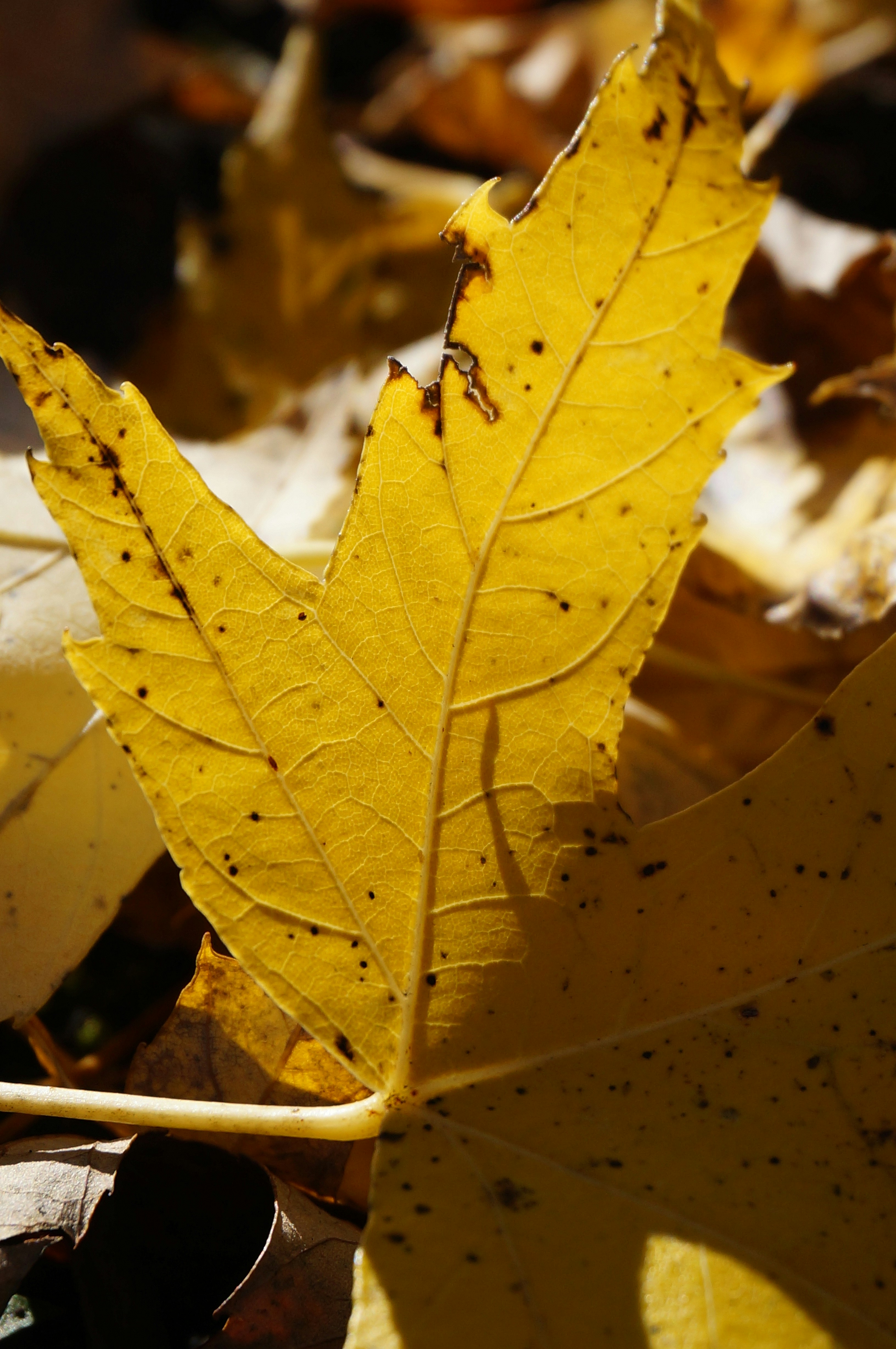 Photo by sugargirl333