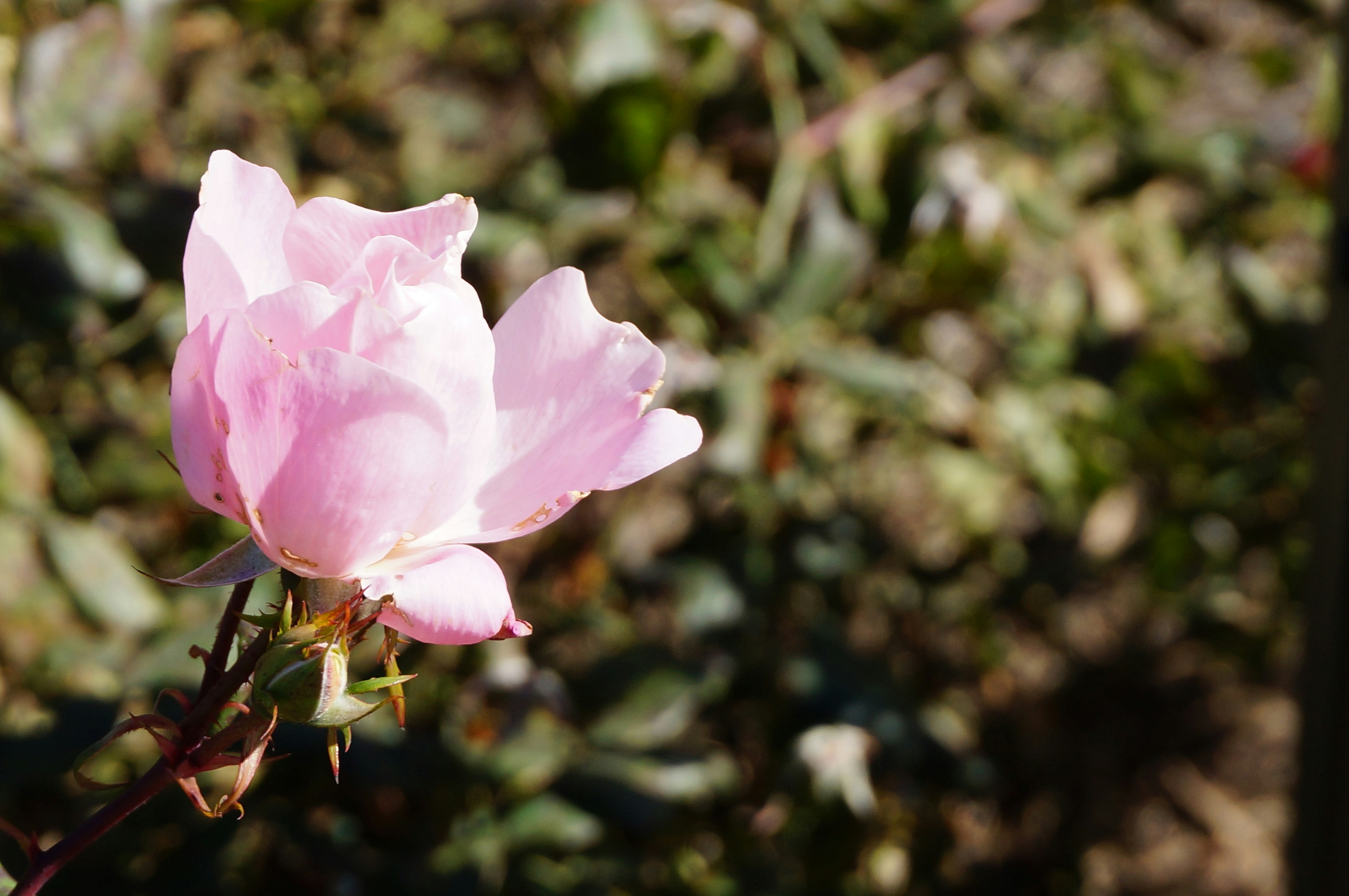 Photo by sugargirl333