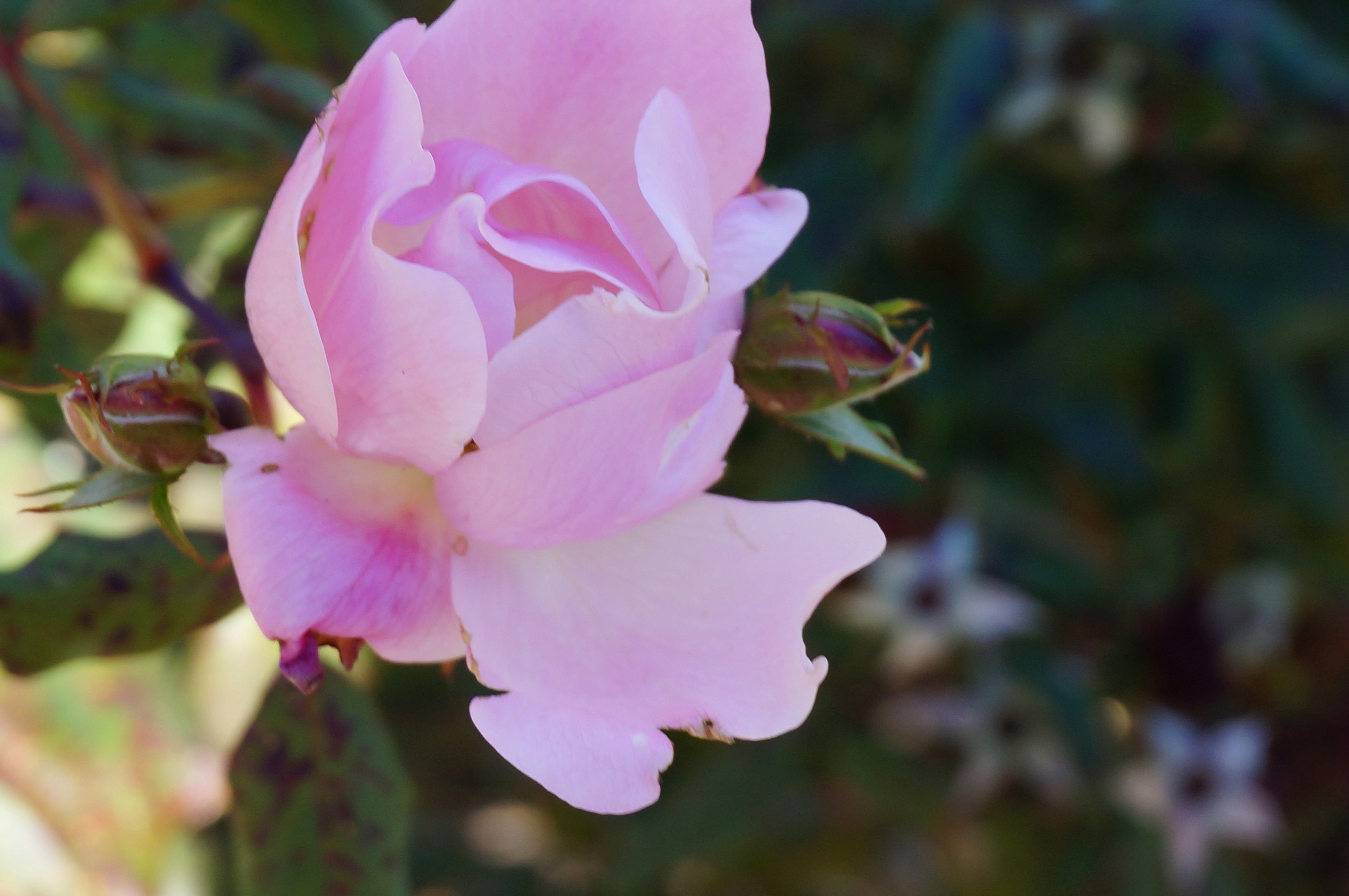 Photo by sugargirl333