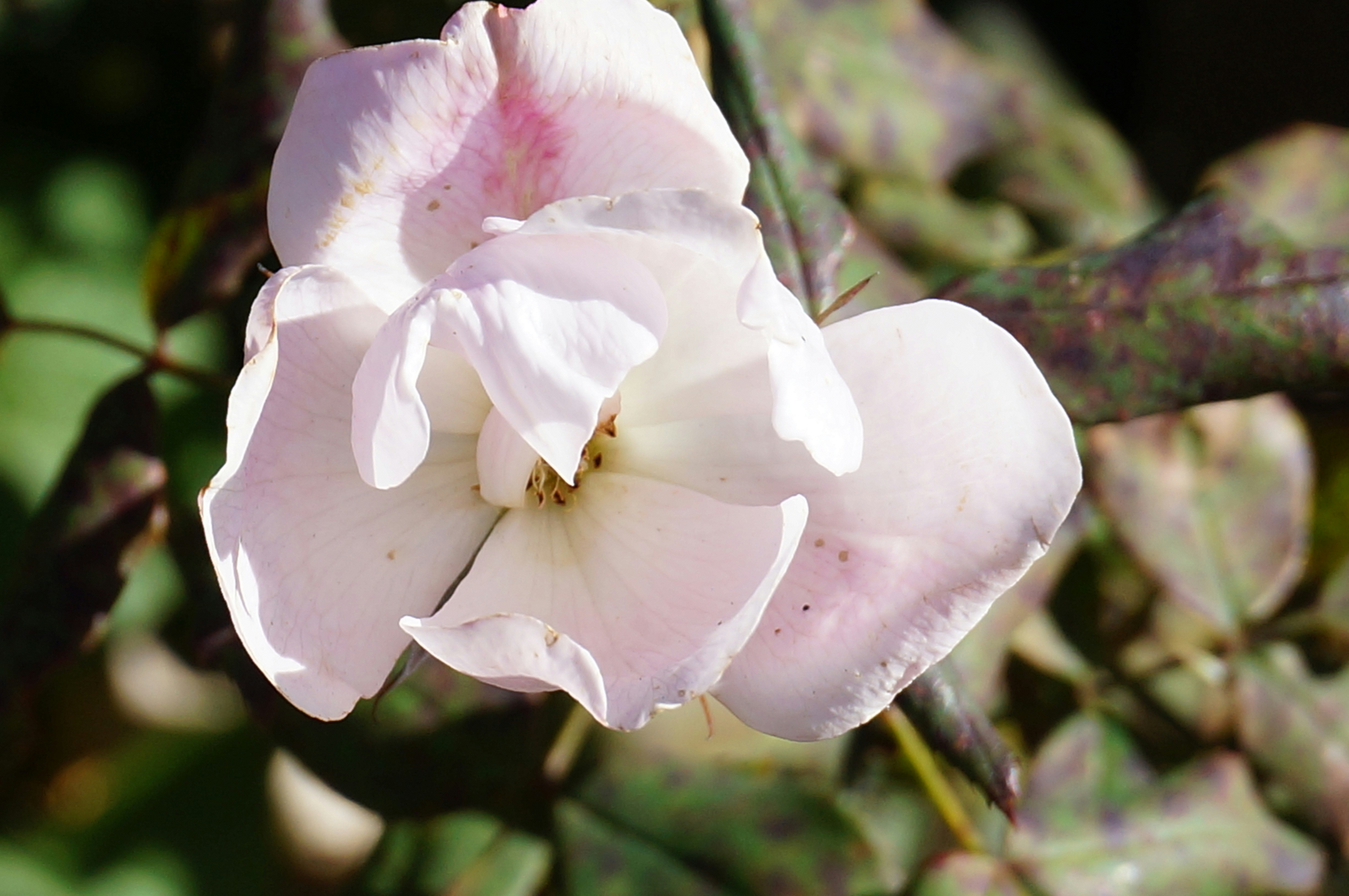 Photo by sugargirl333