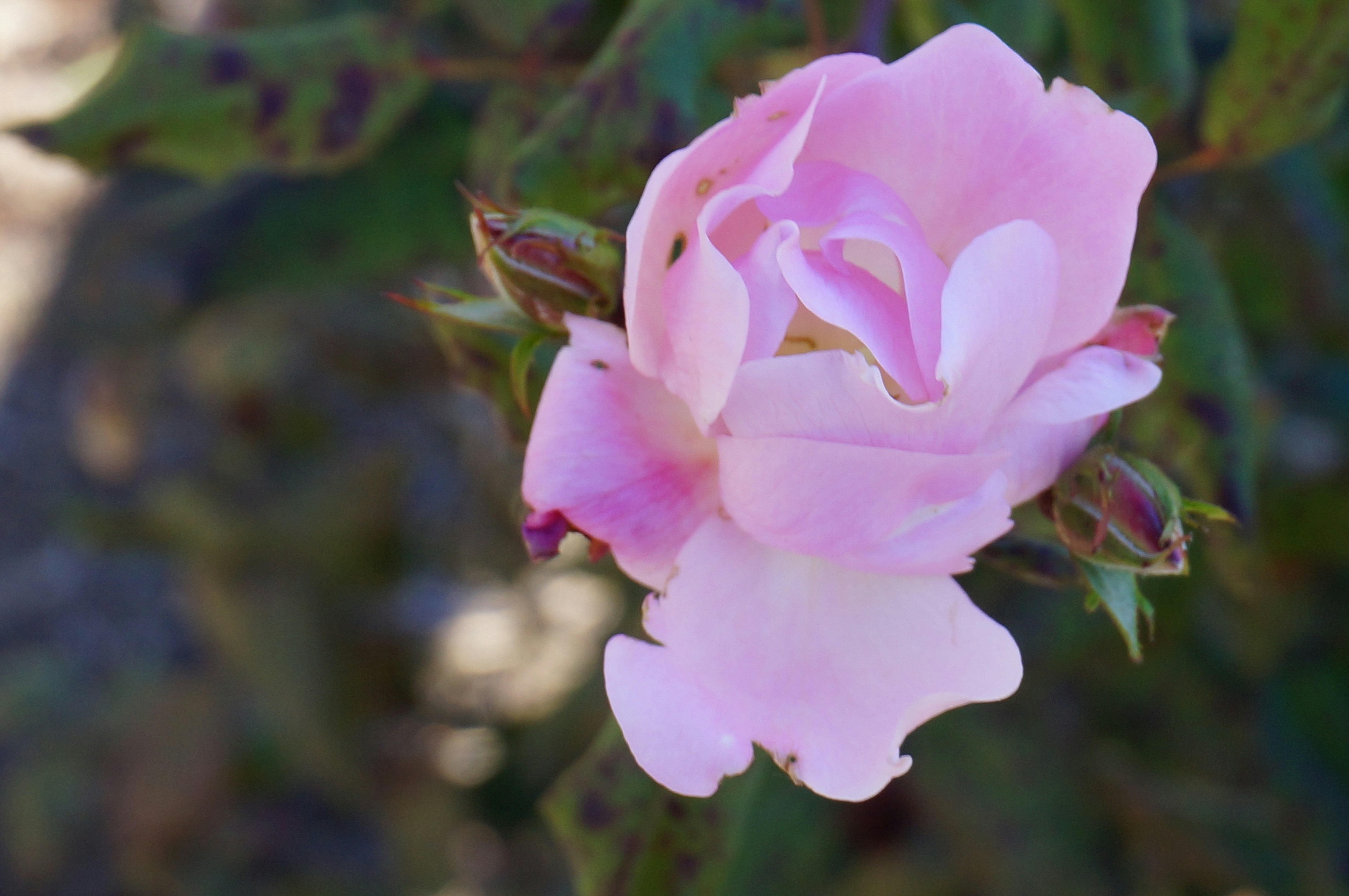 Photo by sugargirl333