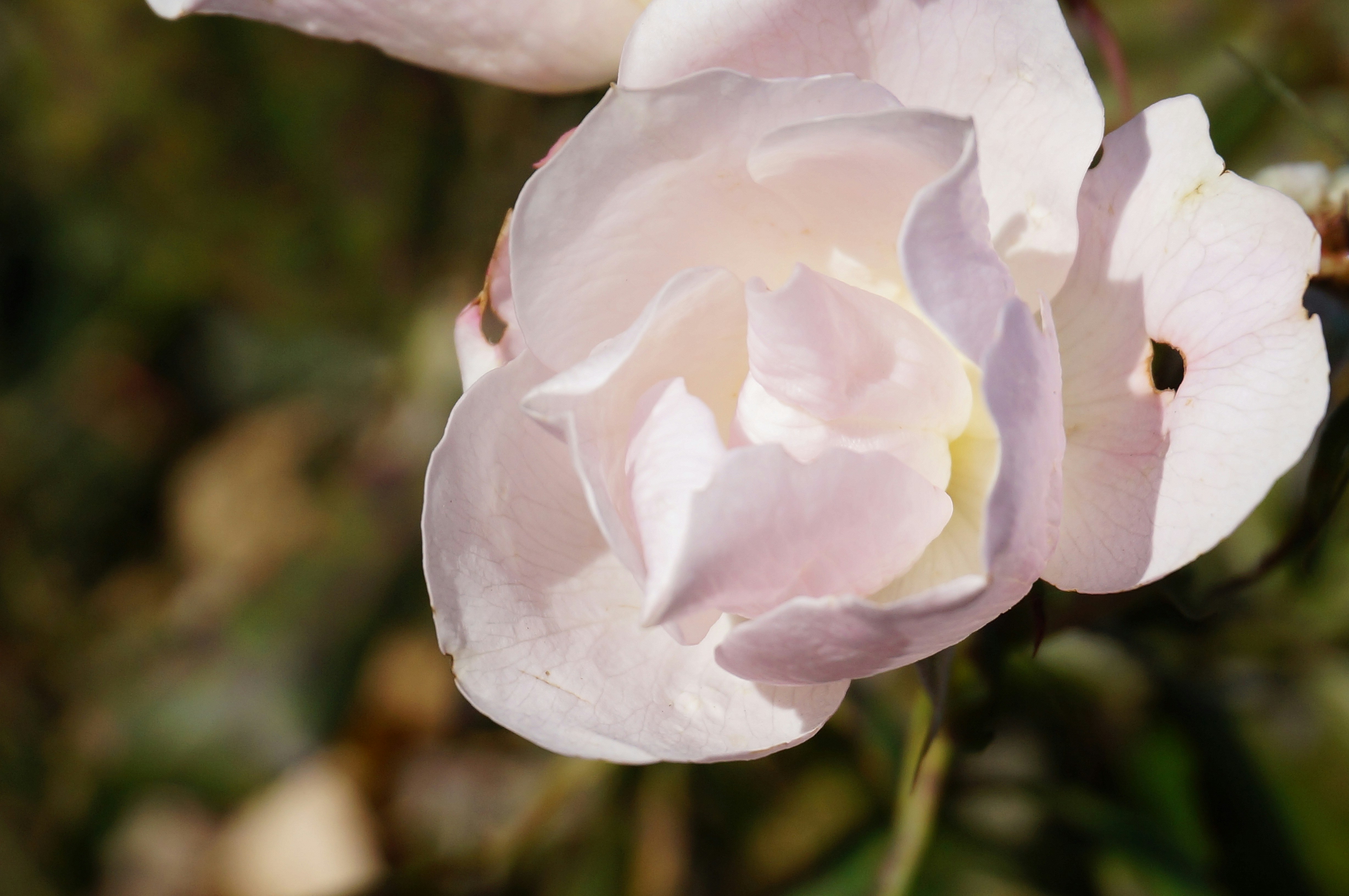 Photo by sugargirl333