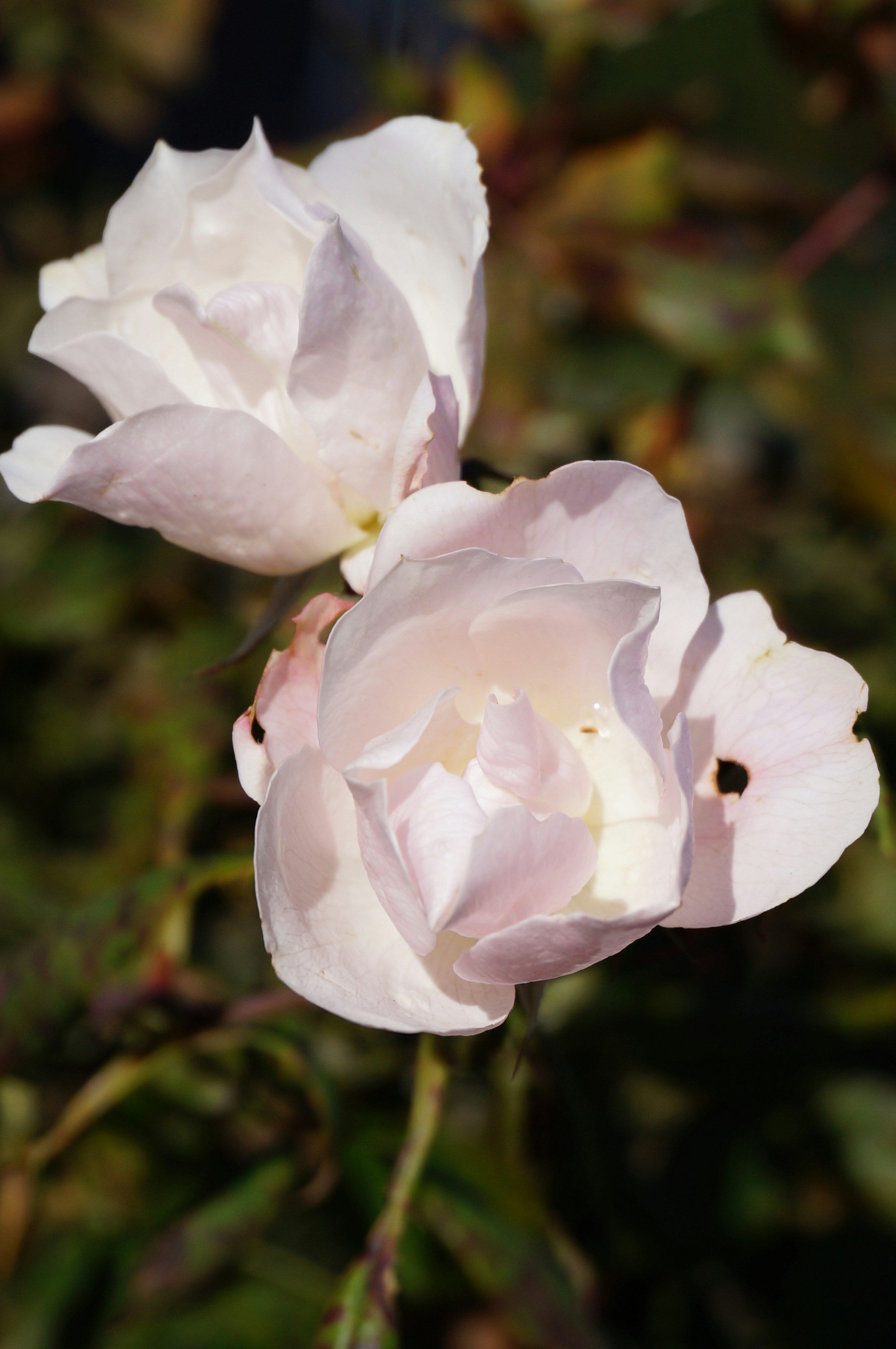 Photo by sugargirl333