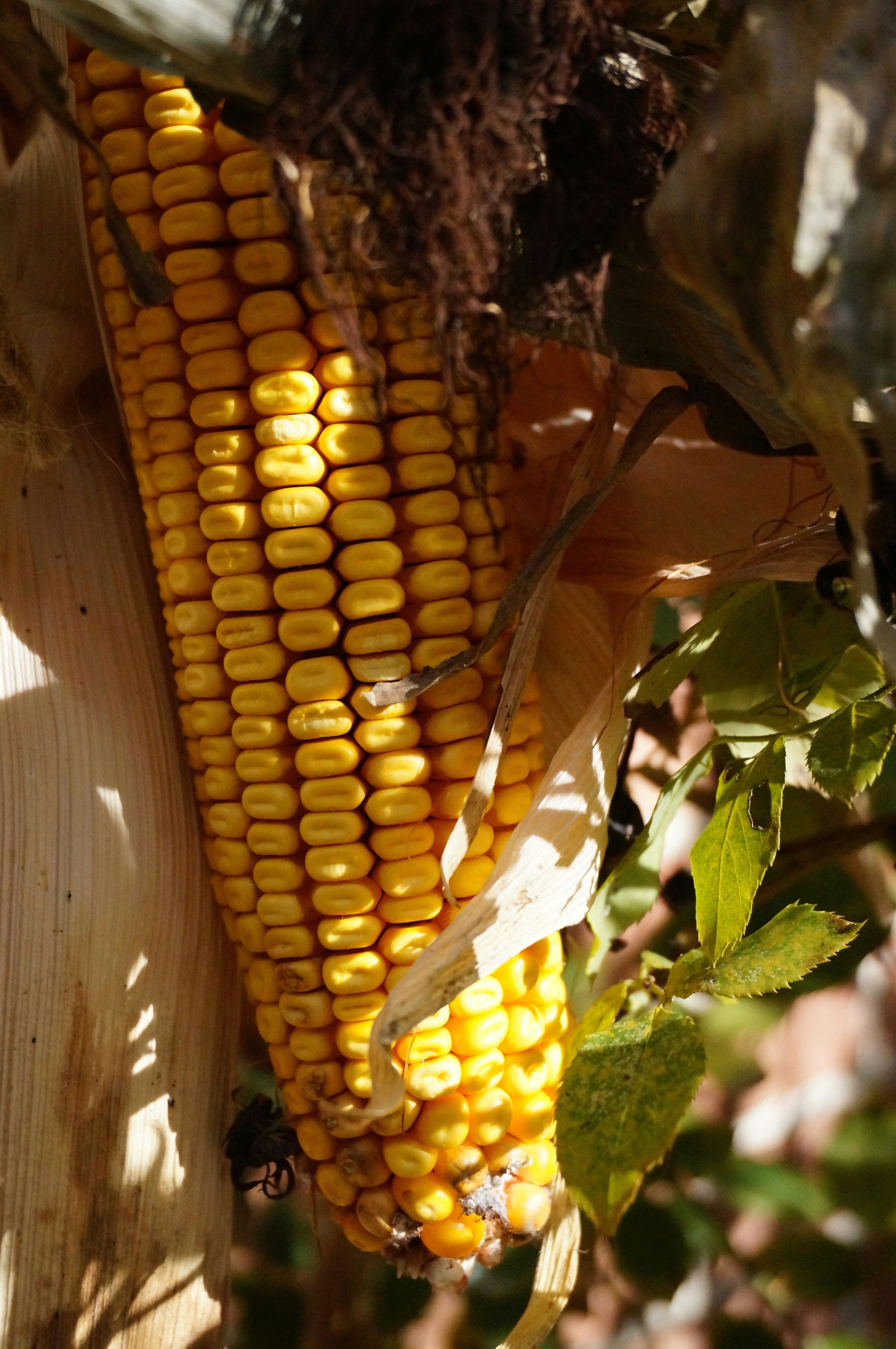 Photo by sugargirl333