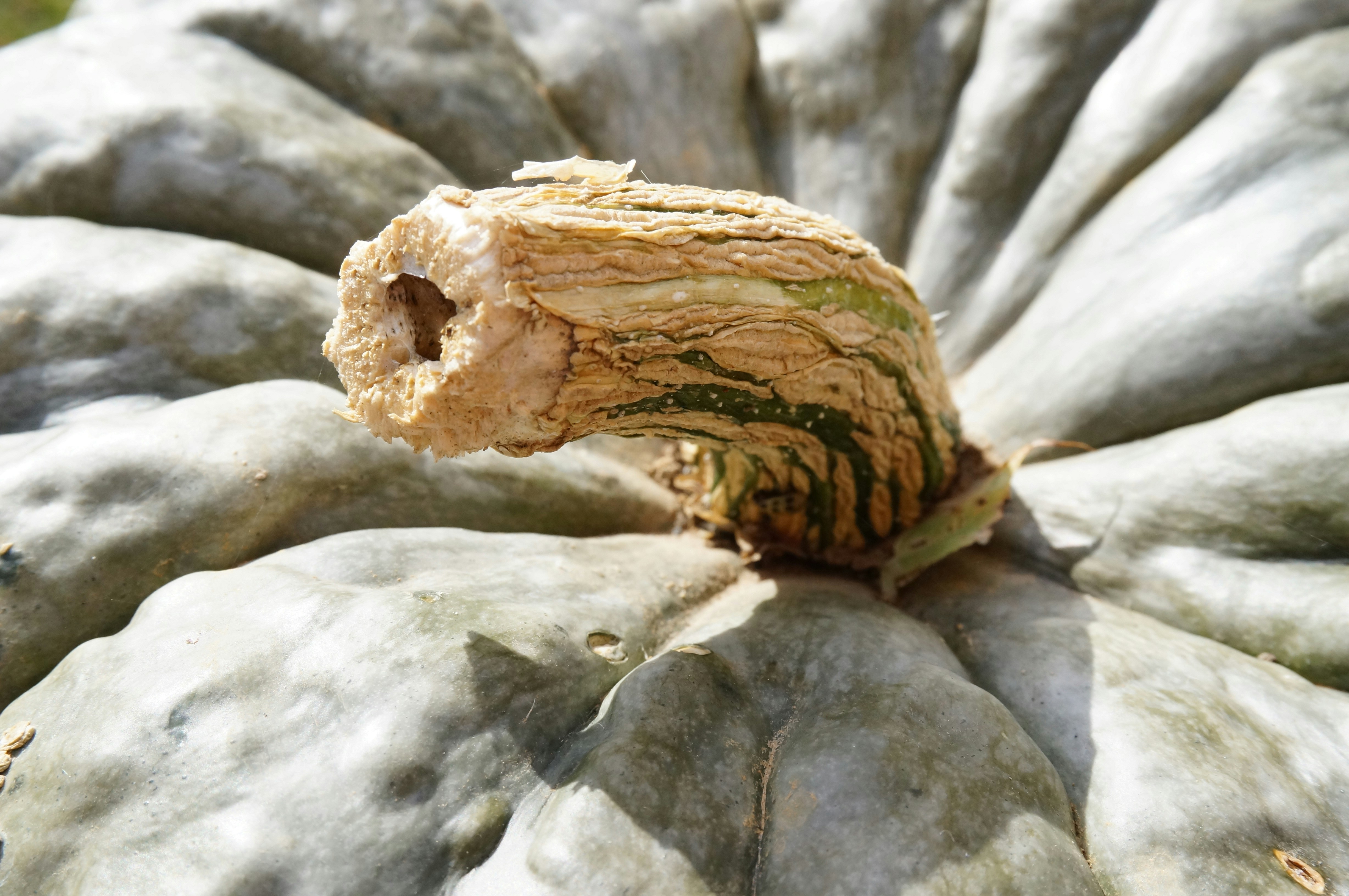 Photo by sugargirl333