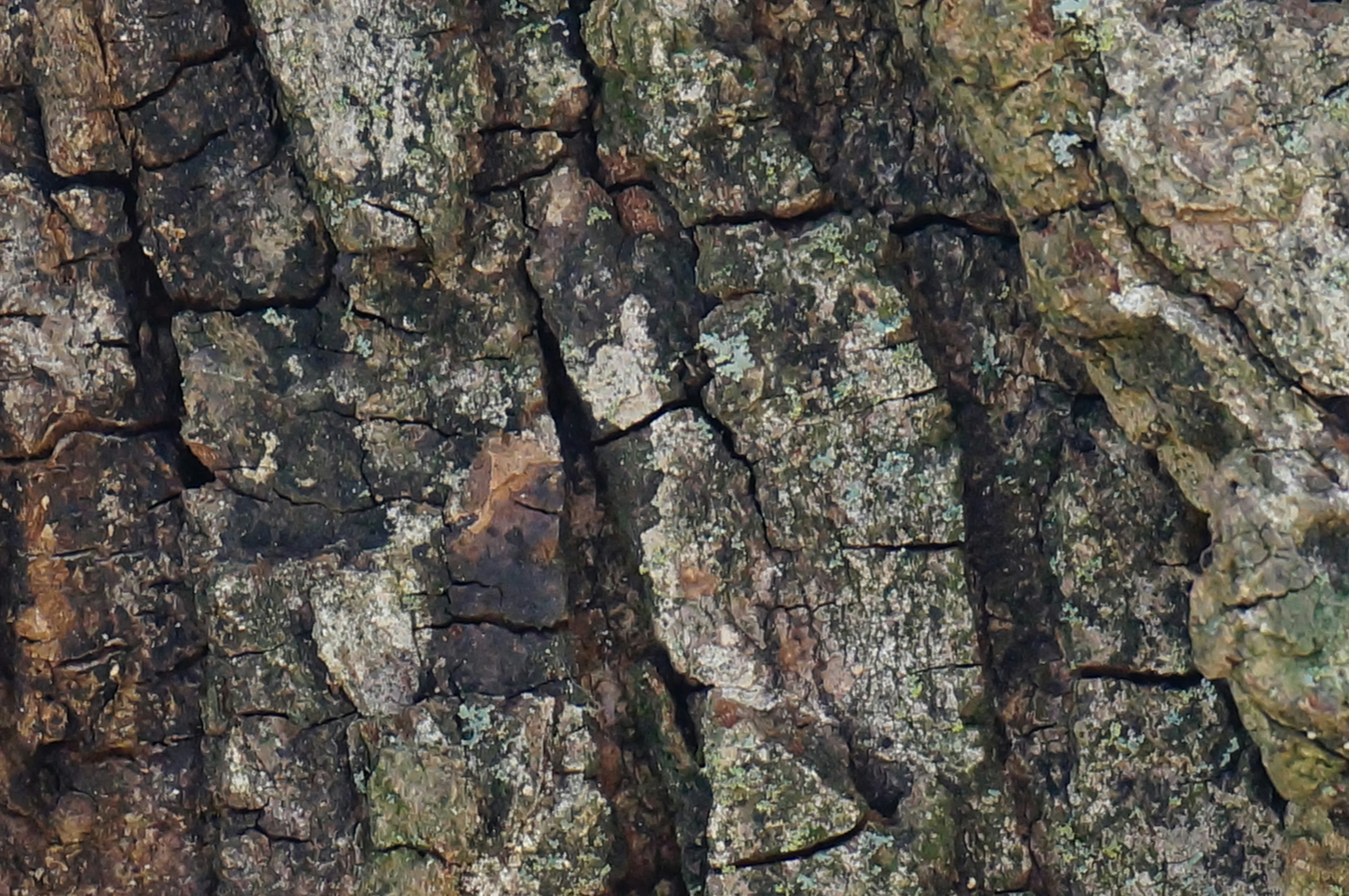 Photo by sugargirl333