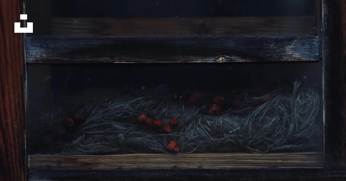 Inside Red Berry Nest with red berries inside wooden structure photo – Free Autumn Image ...