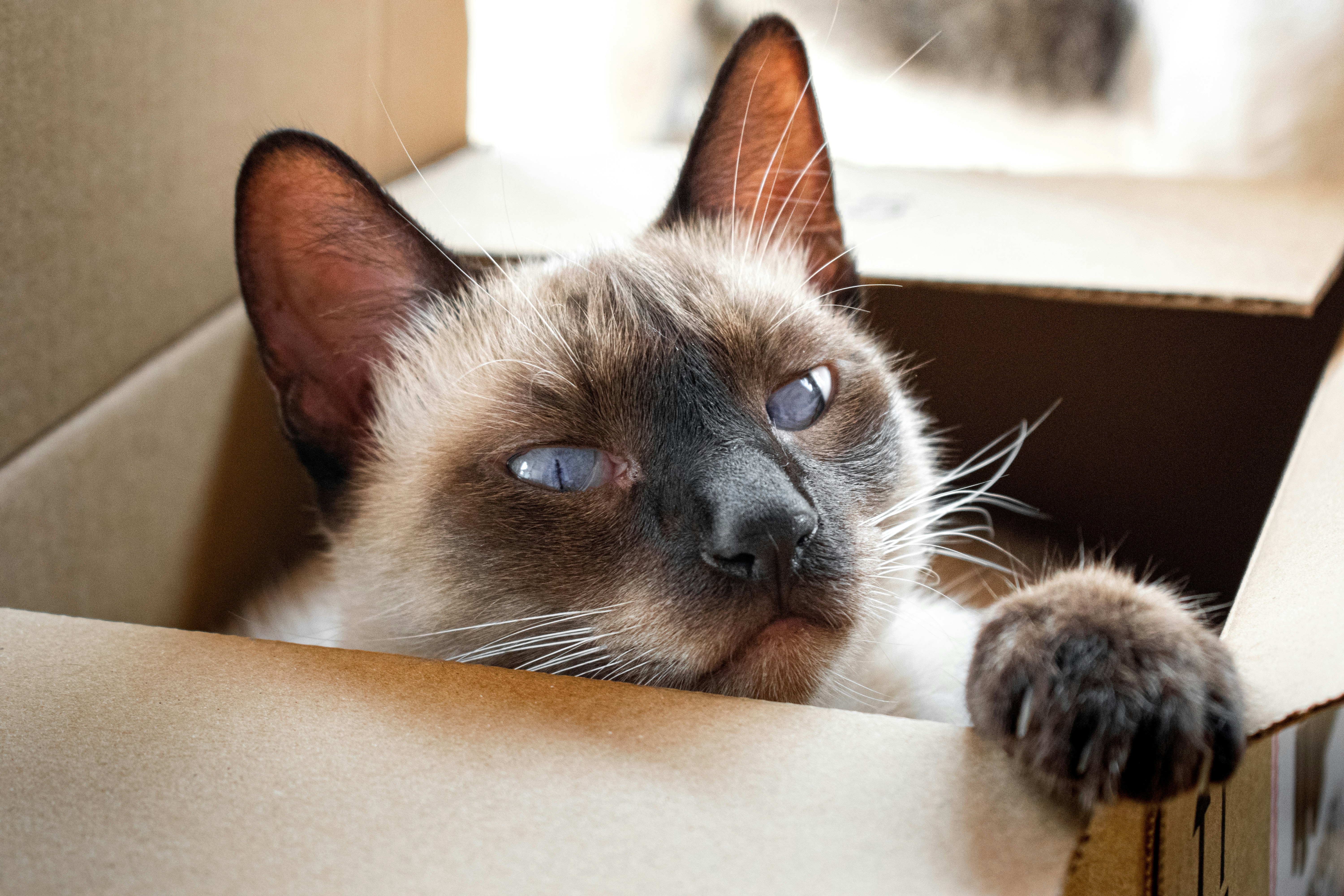 From Cardboard Box to $2,000 Cat Condo: How Pet Brands Convinced Us We're Bad Parents