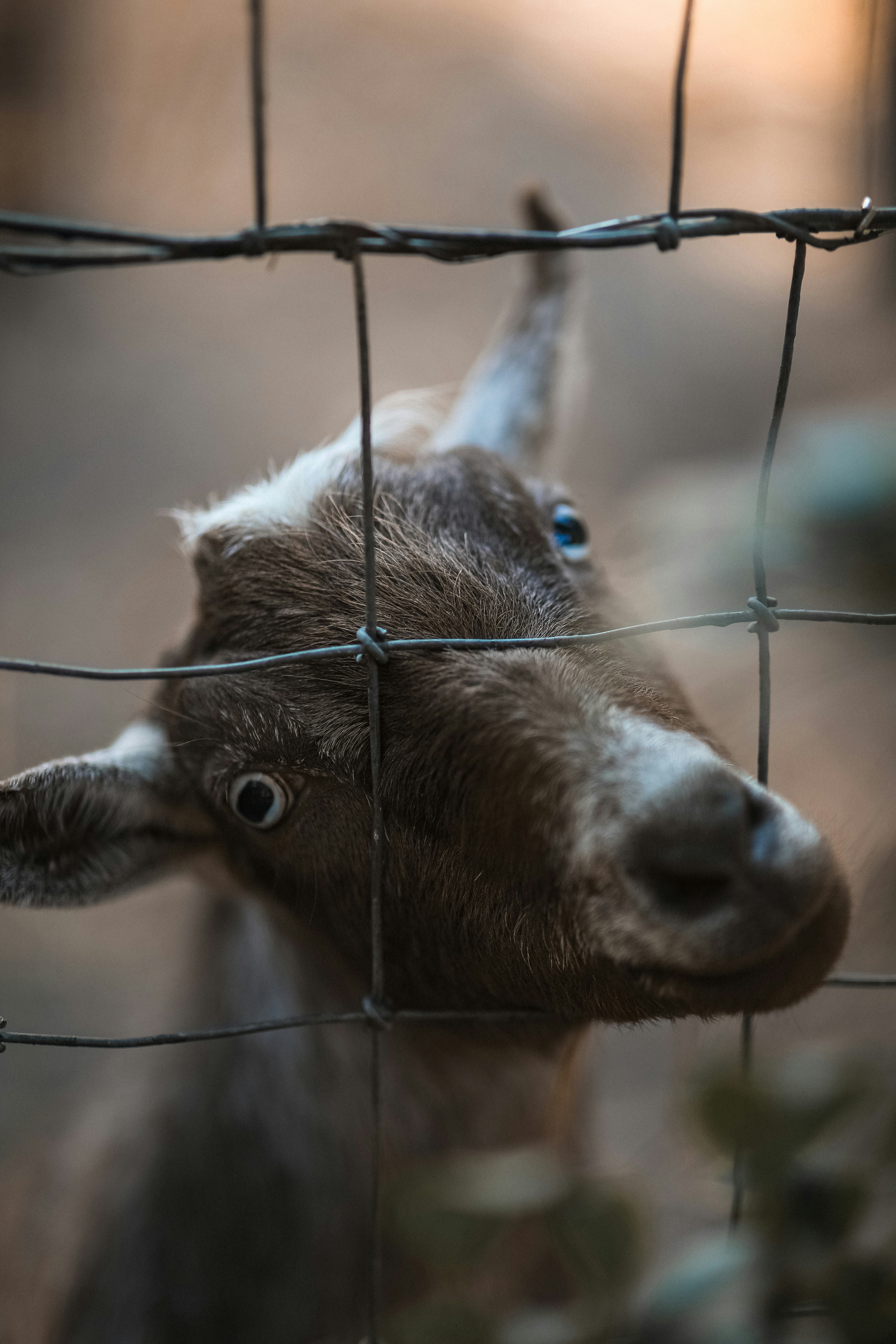 Una curiosa cabra se asoma a través de una cerca de alambre.