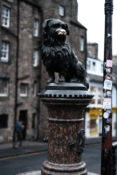 Dog-Friendly Edinburgh: The Best Walks, Cafes and Things to Do