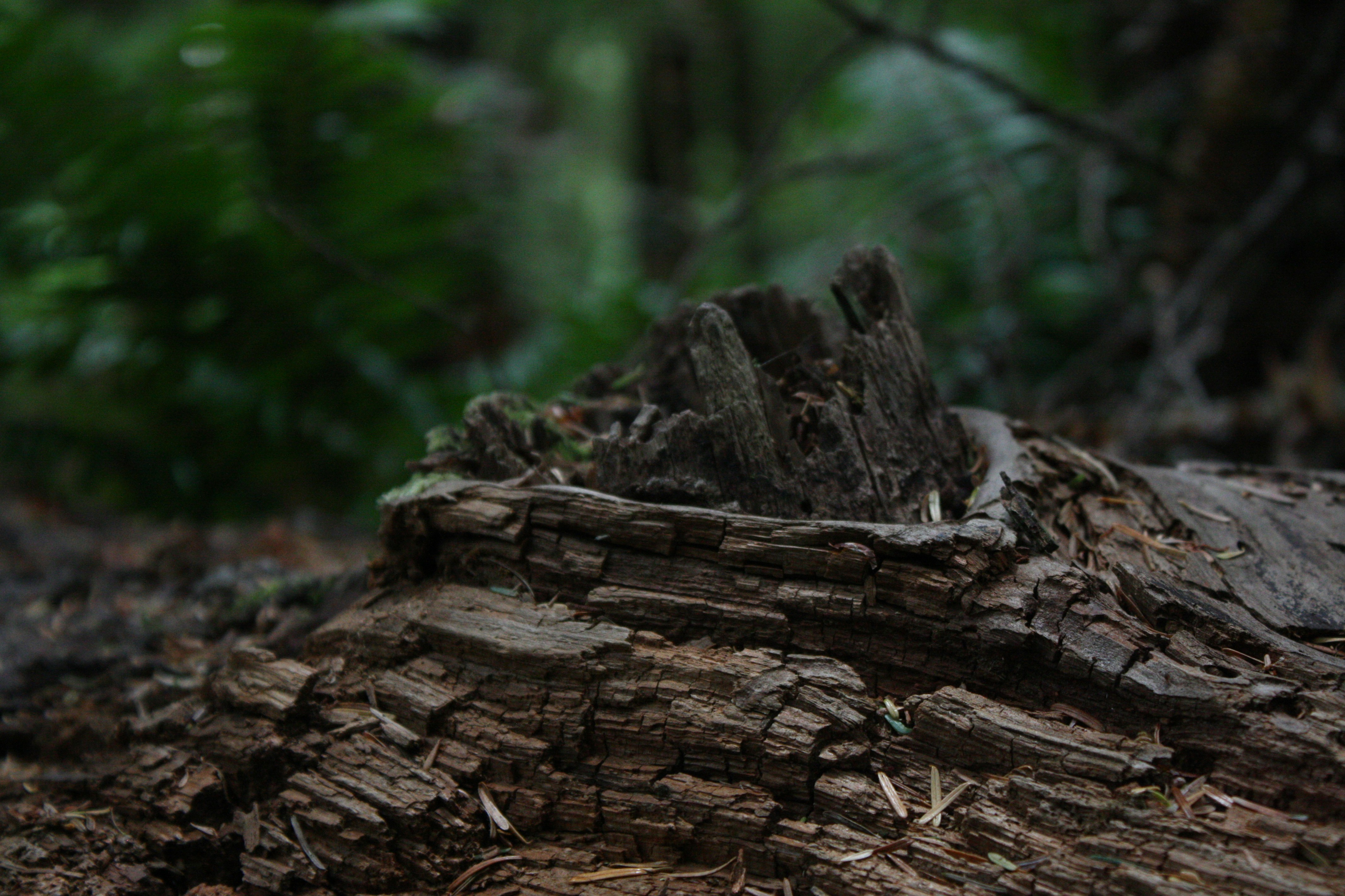 Photo by mangowastaken