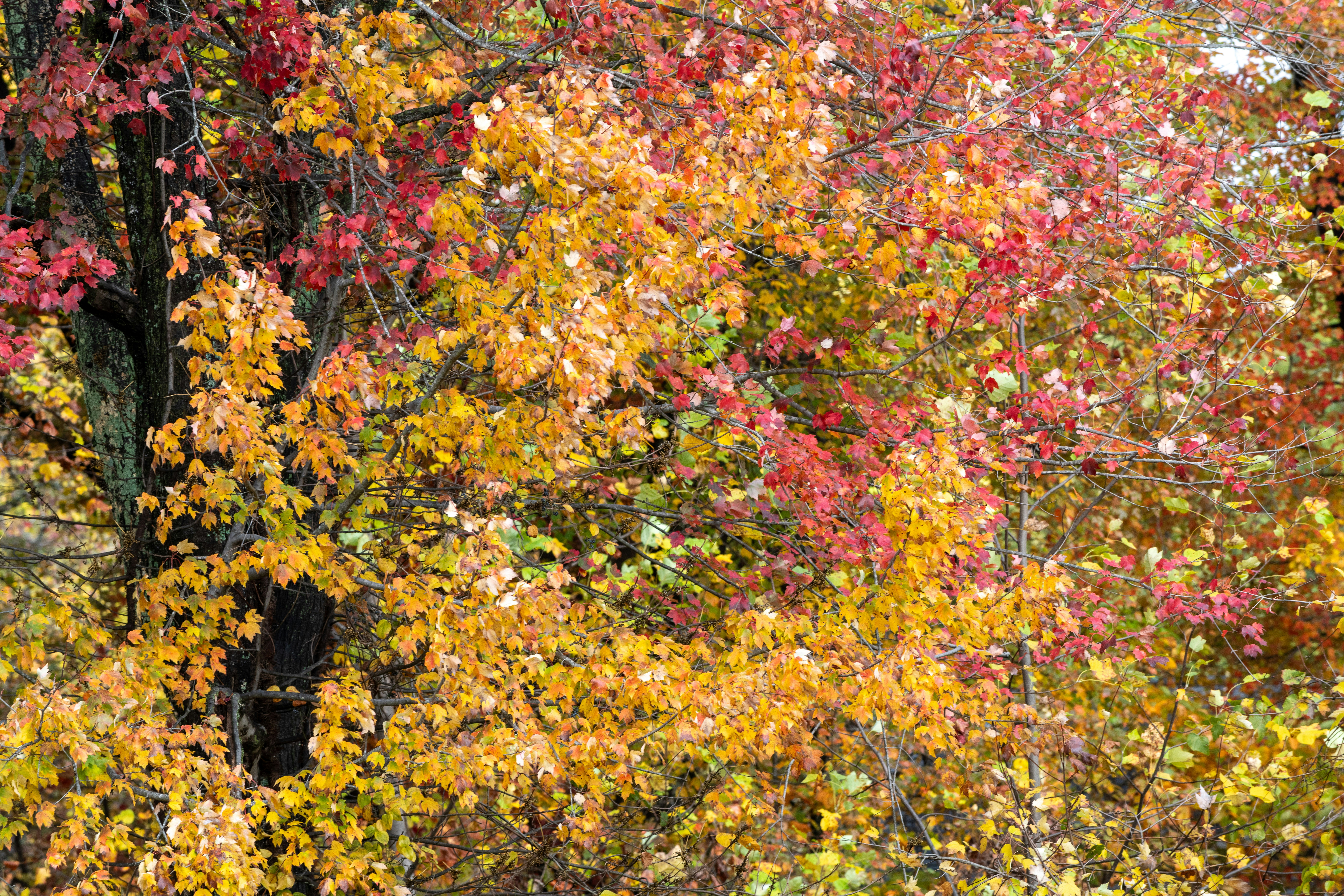 Photo by sriniunsplash