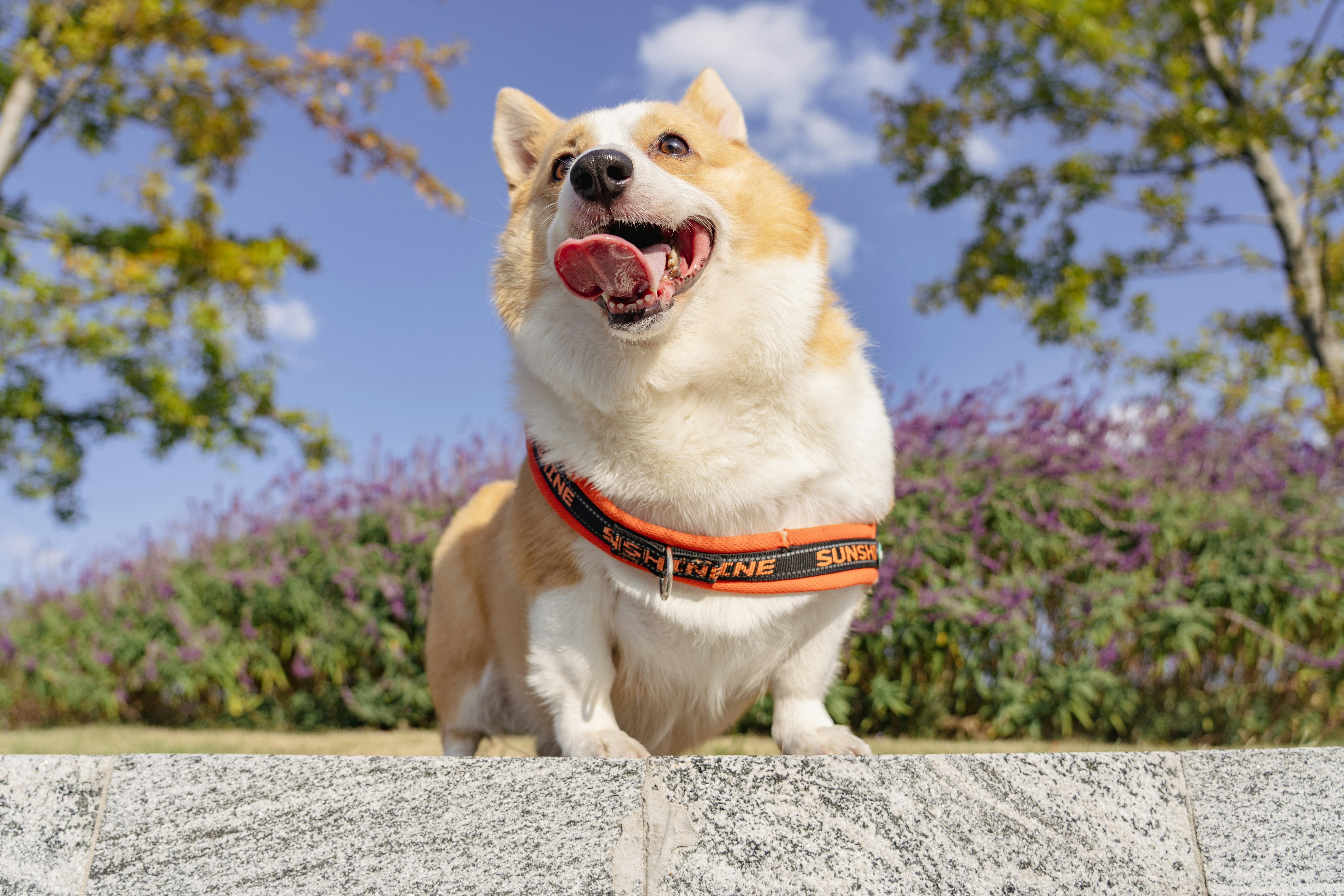 Track and Improve Your Dog’s Recovery with Technology