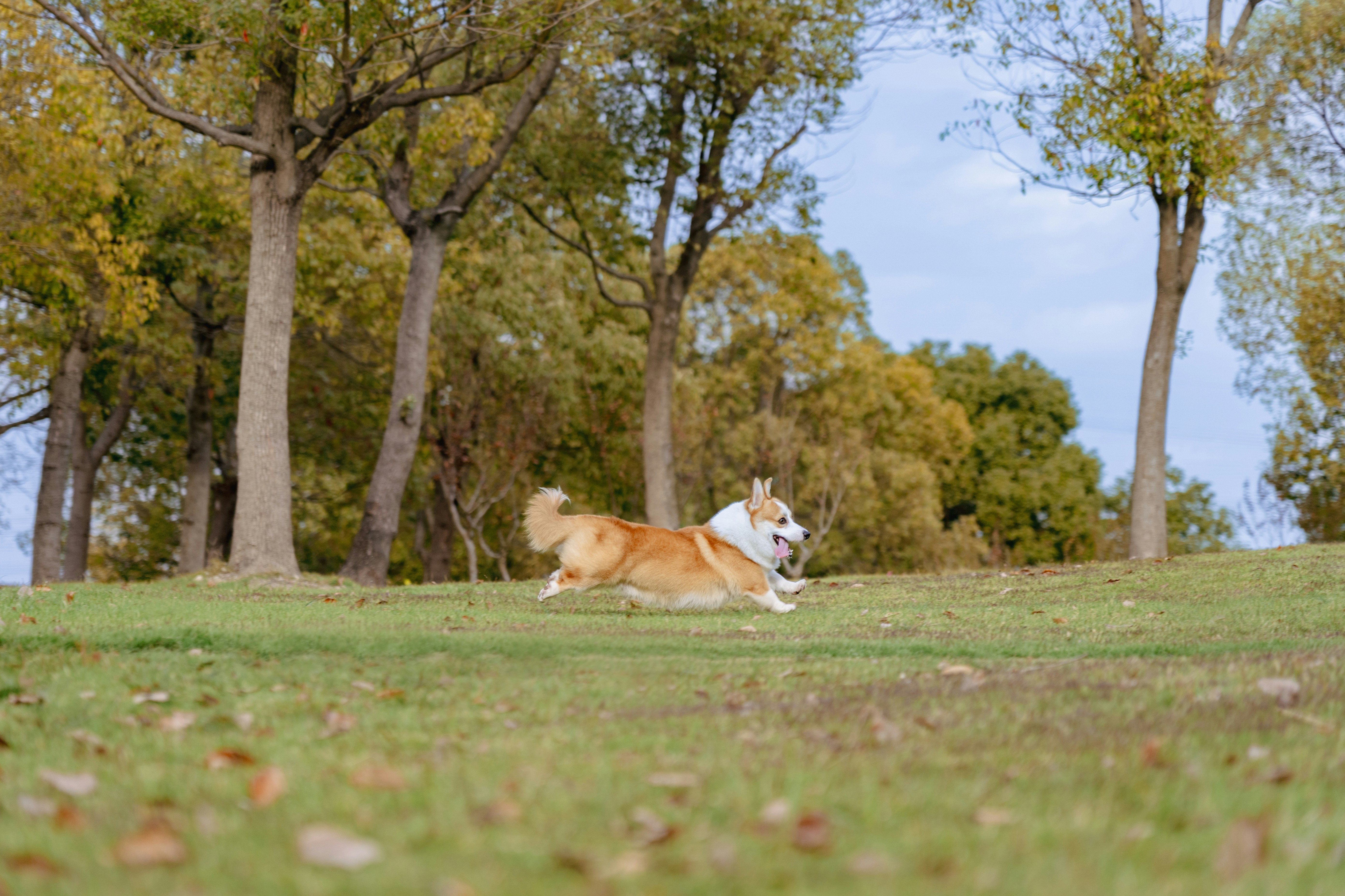 Entspannte Hunde nach erfolgreichem Training