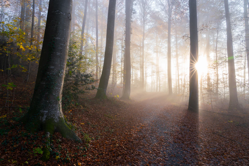 Duurzaam beheerd bos, herkomst van ons FSC-hout