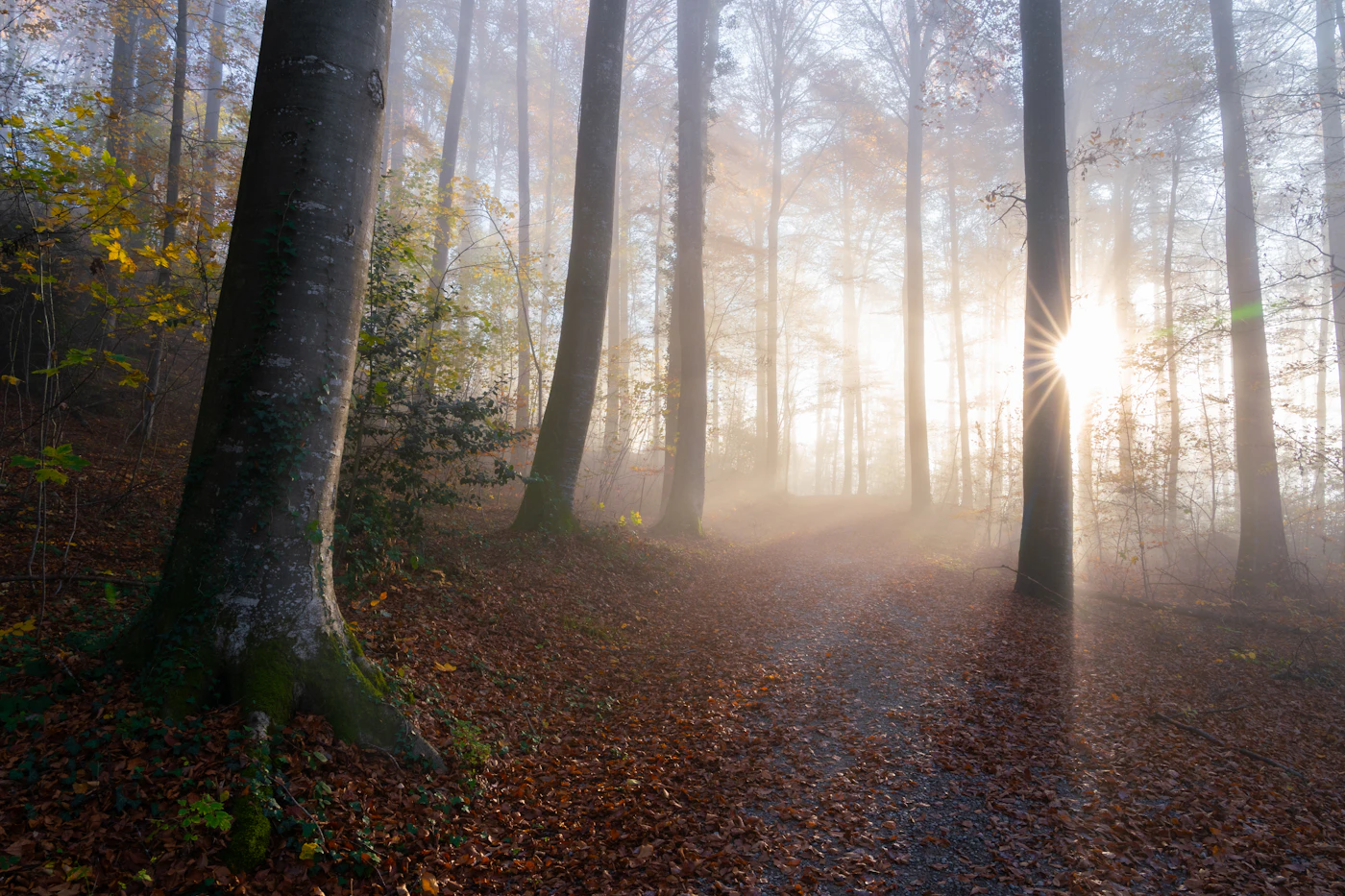 Foggy autumn forest