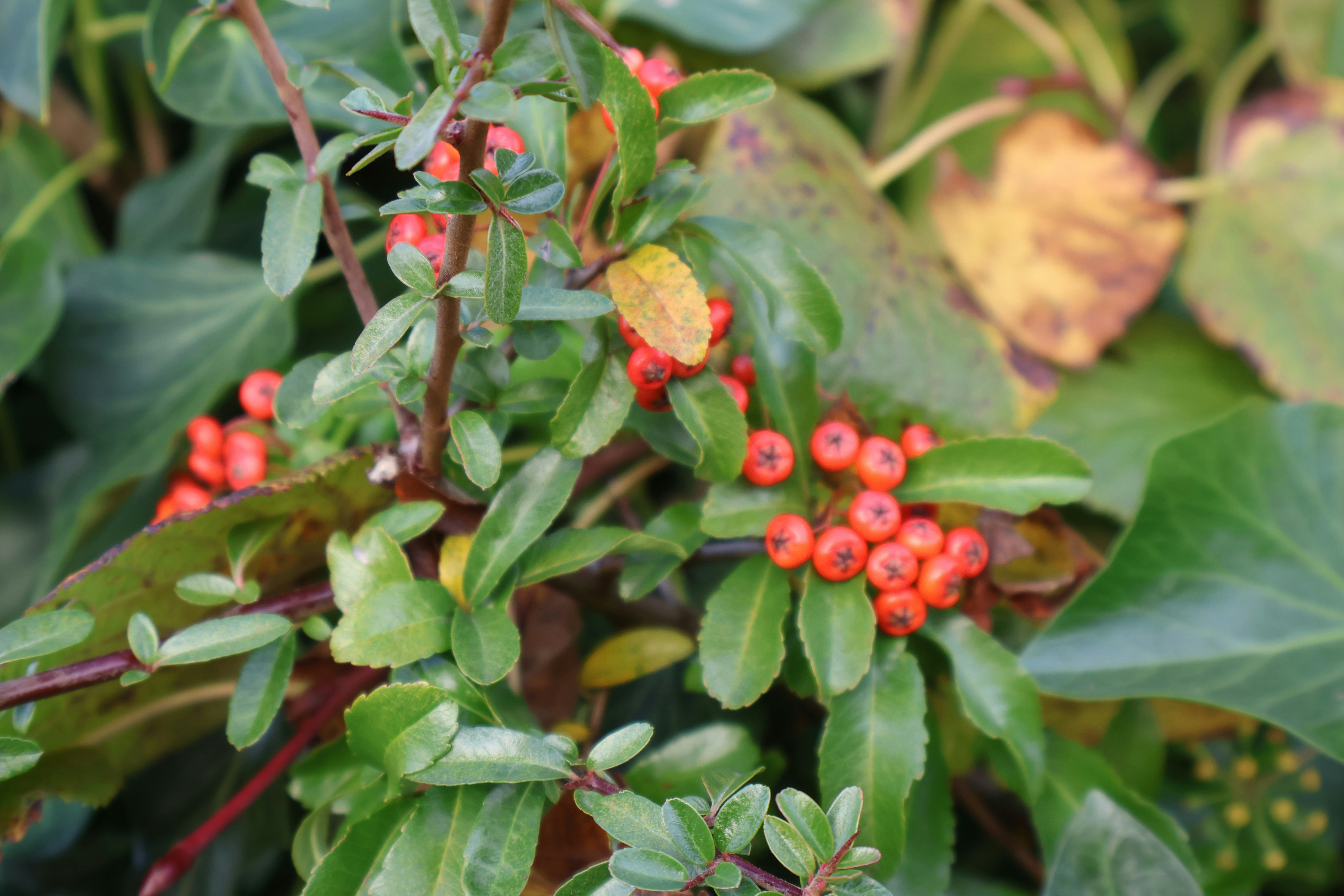Close-up of red berries on a green bush