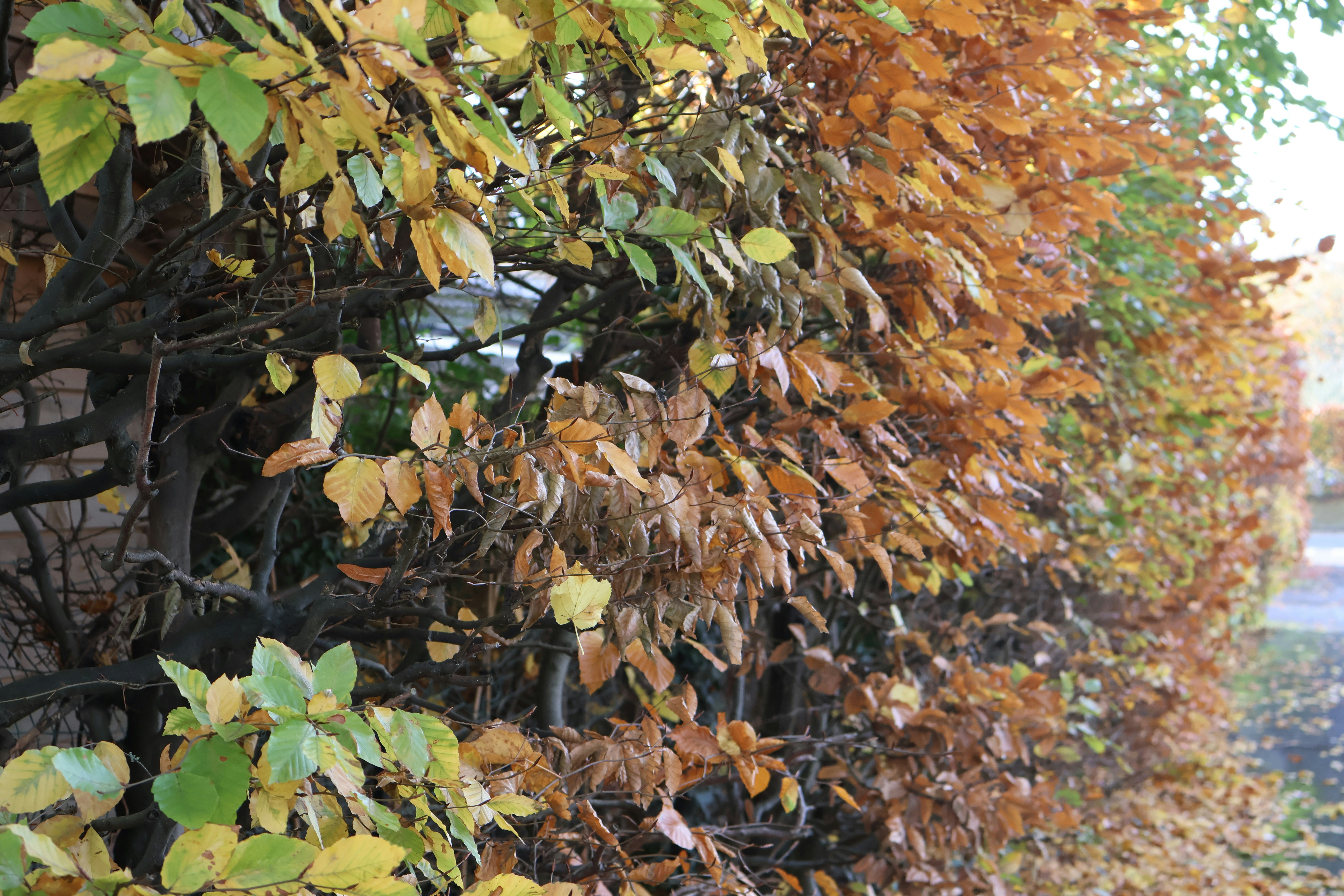 Photo by tanyabarrow