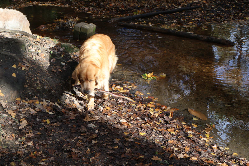 Alder, a Meadowbrook dog from 2019, drinking from a stream on an autumn walk