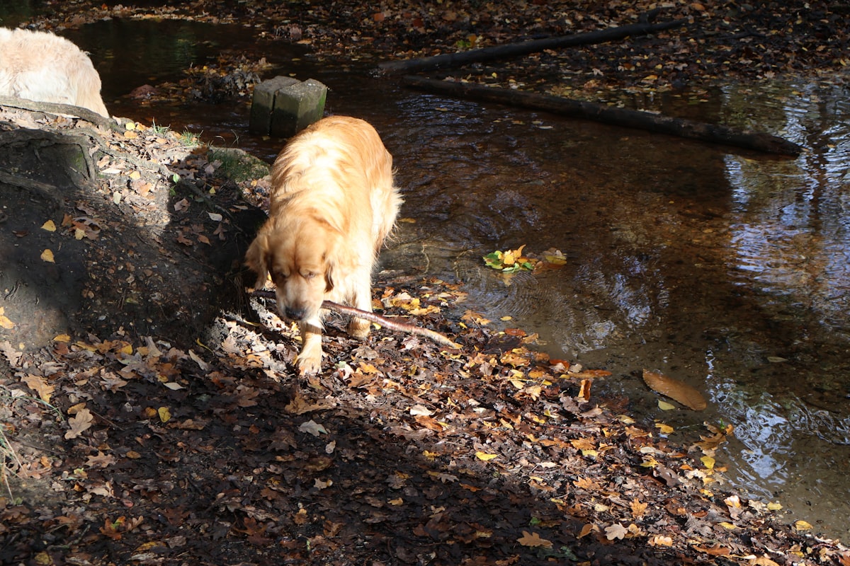 A golden retriever drinking from a stream in autumn