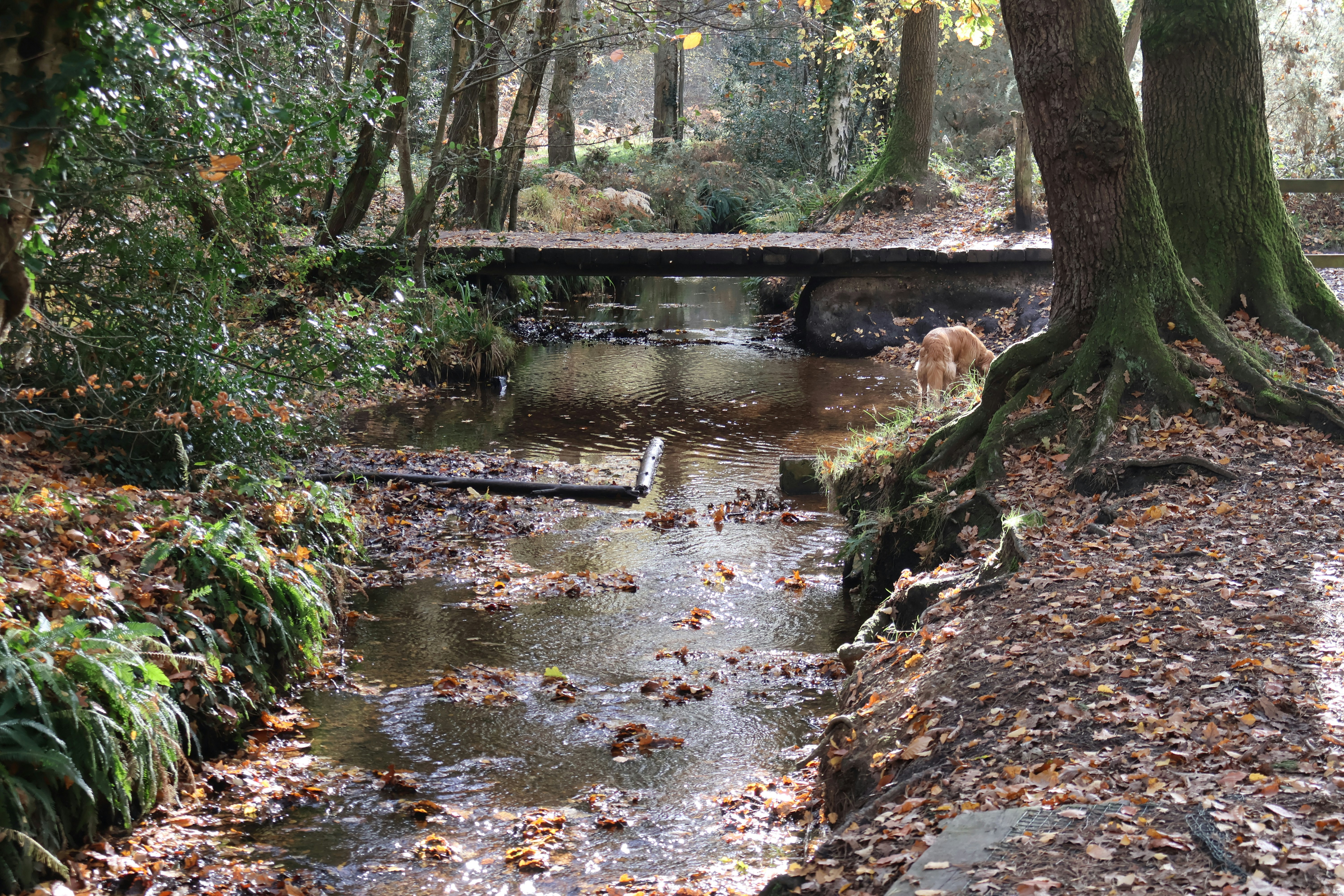 森の中の小川に架かる木製の橋の写真 – Unsplashの冬の無料画像