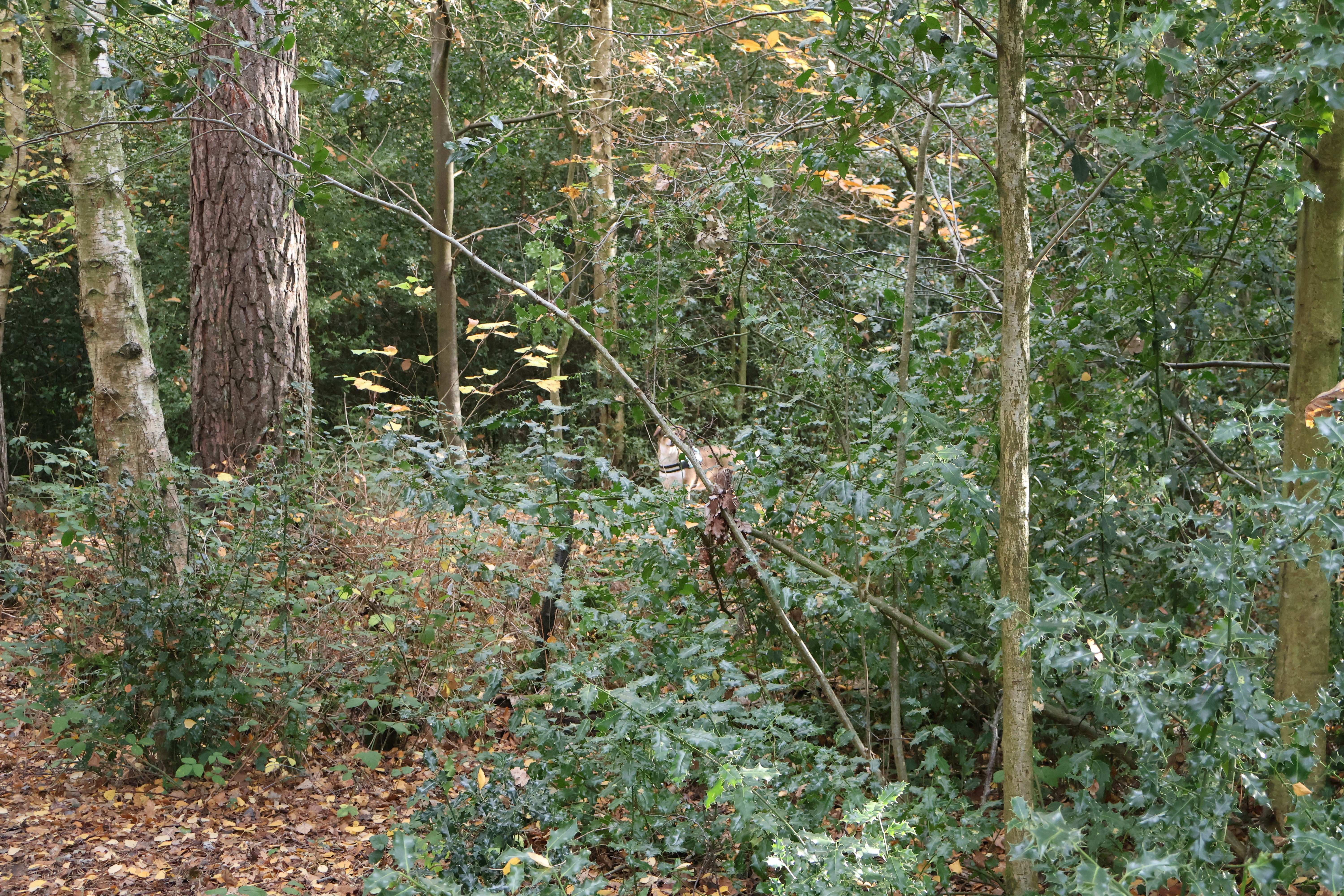 Photo by tanyabarrow