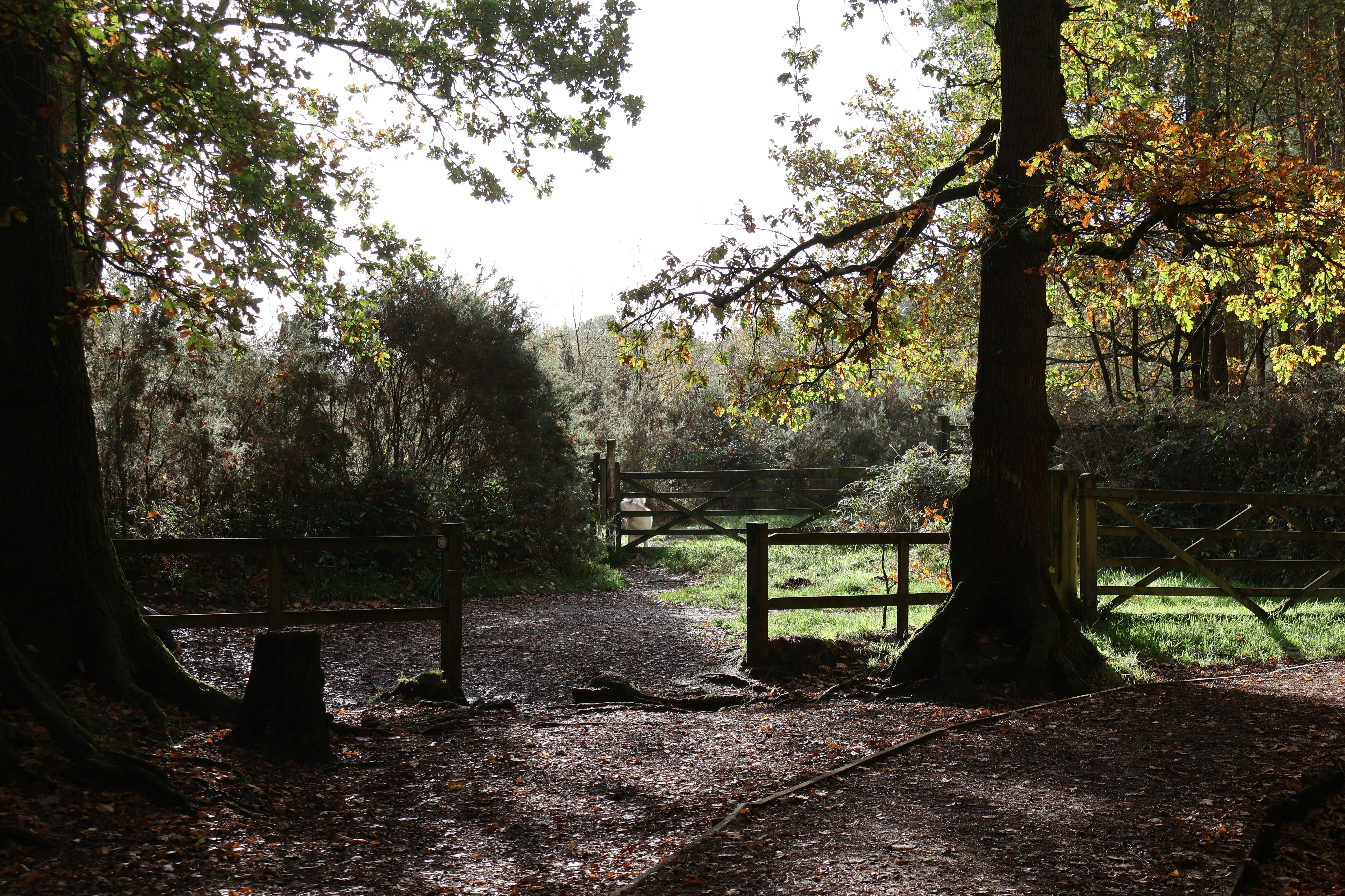 Centry Park