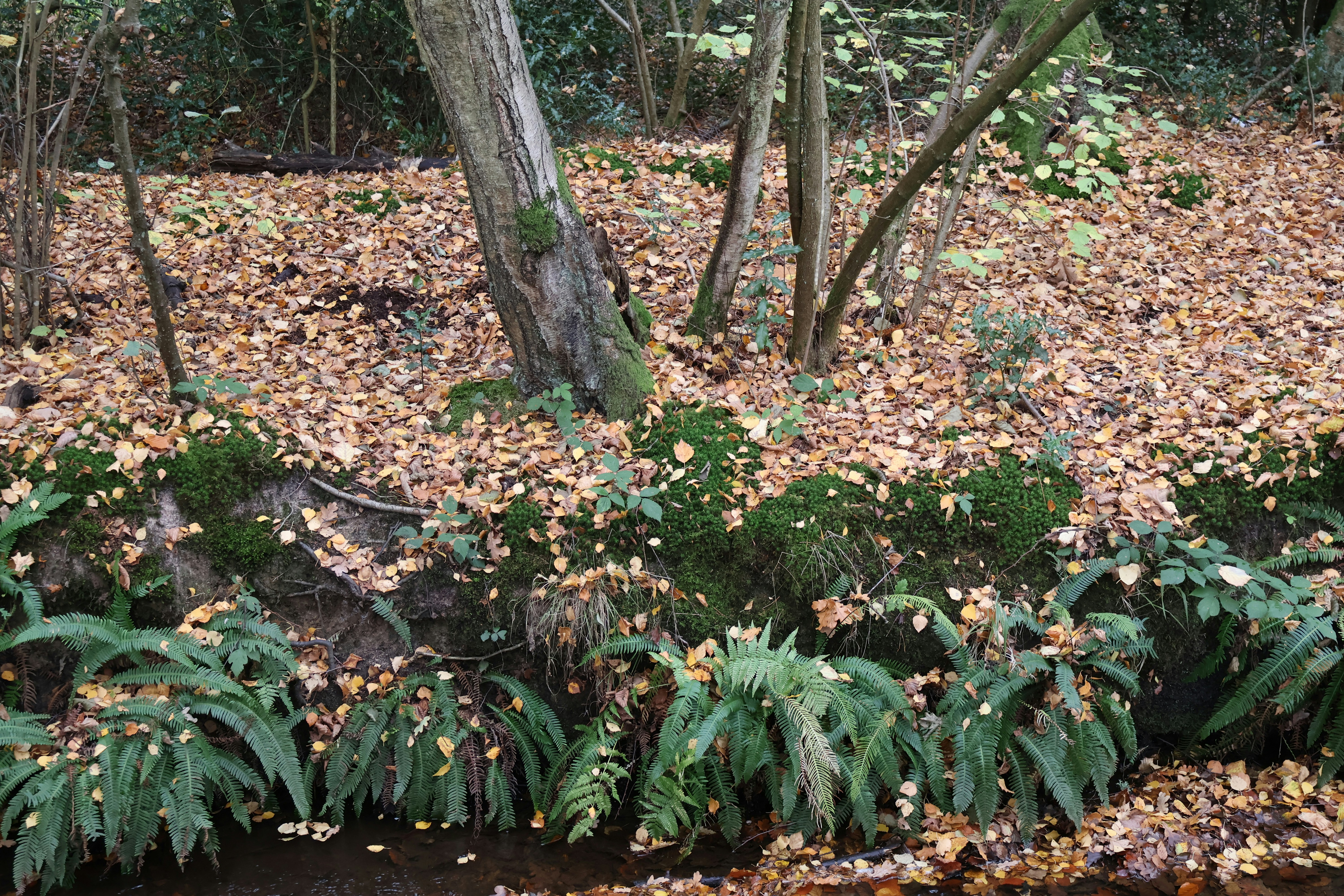 Photo by tanyabarrow