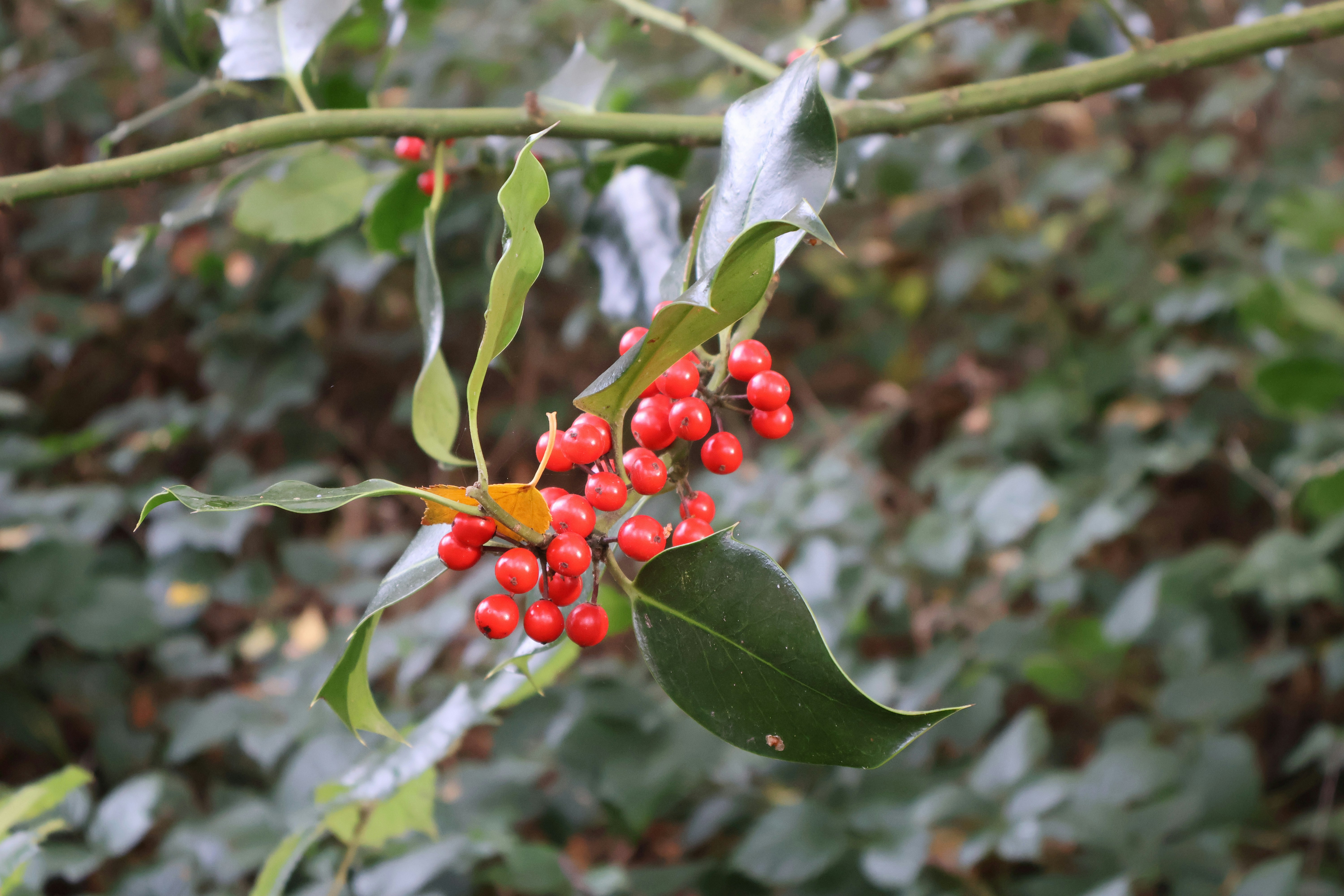 Photo by tanyabarrow