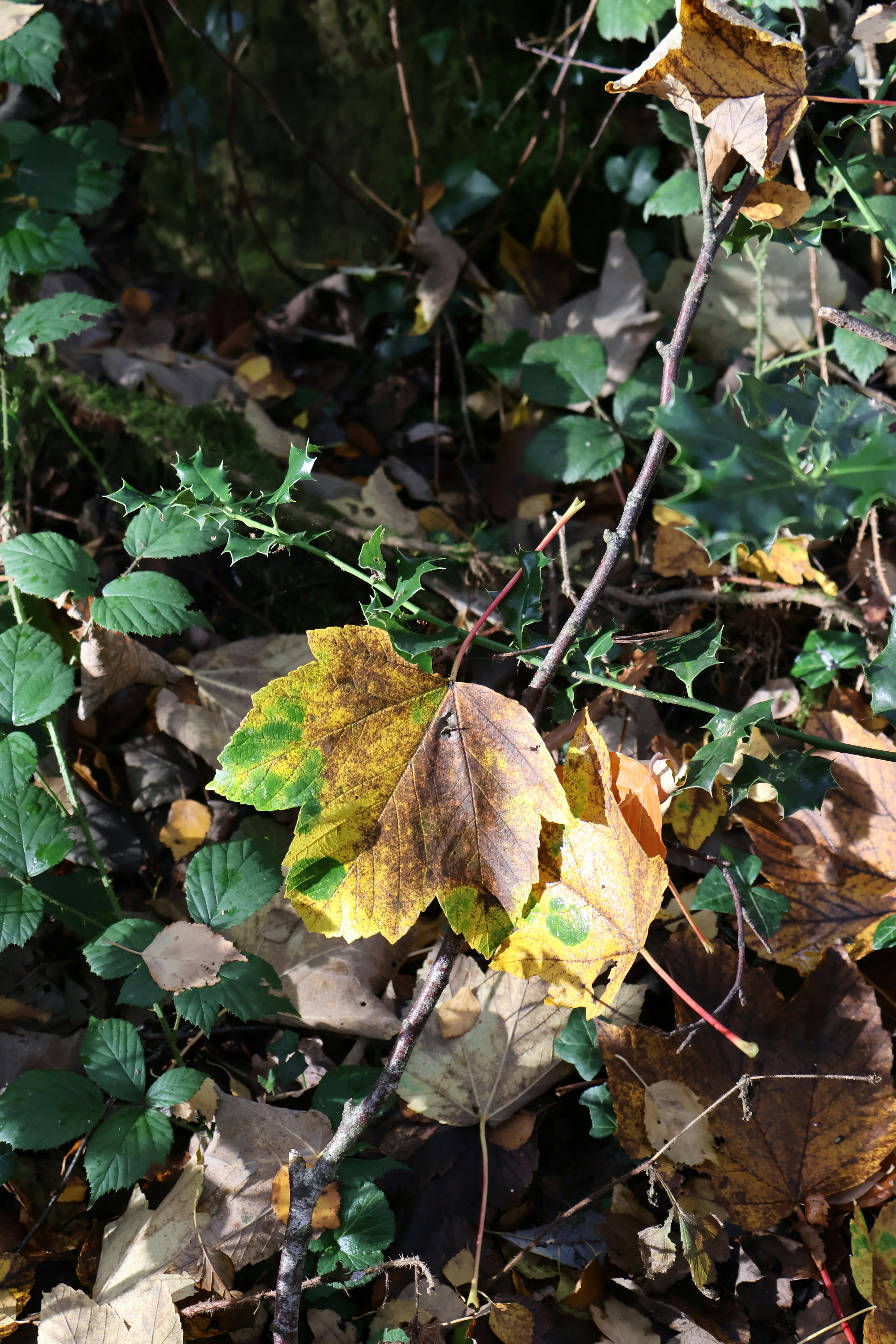 Photo by tanyabarrow