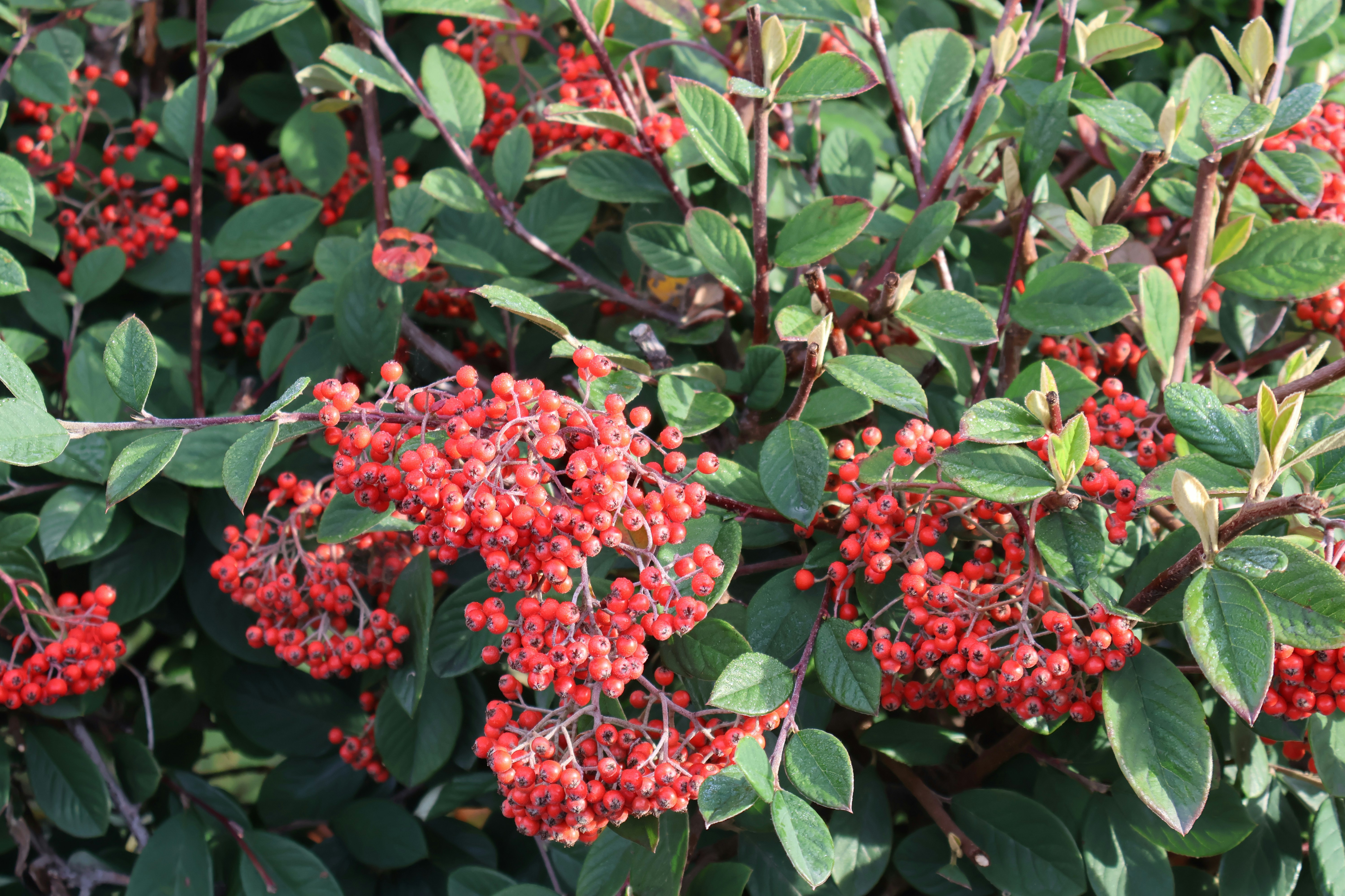 Photo by tanyabarrow